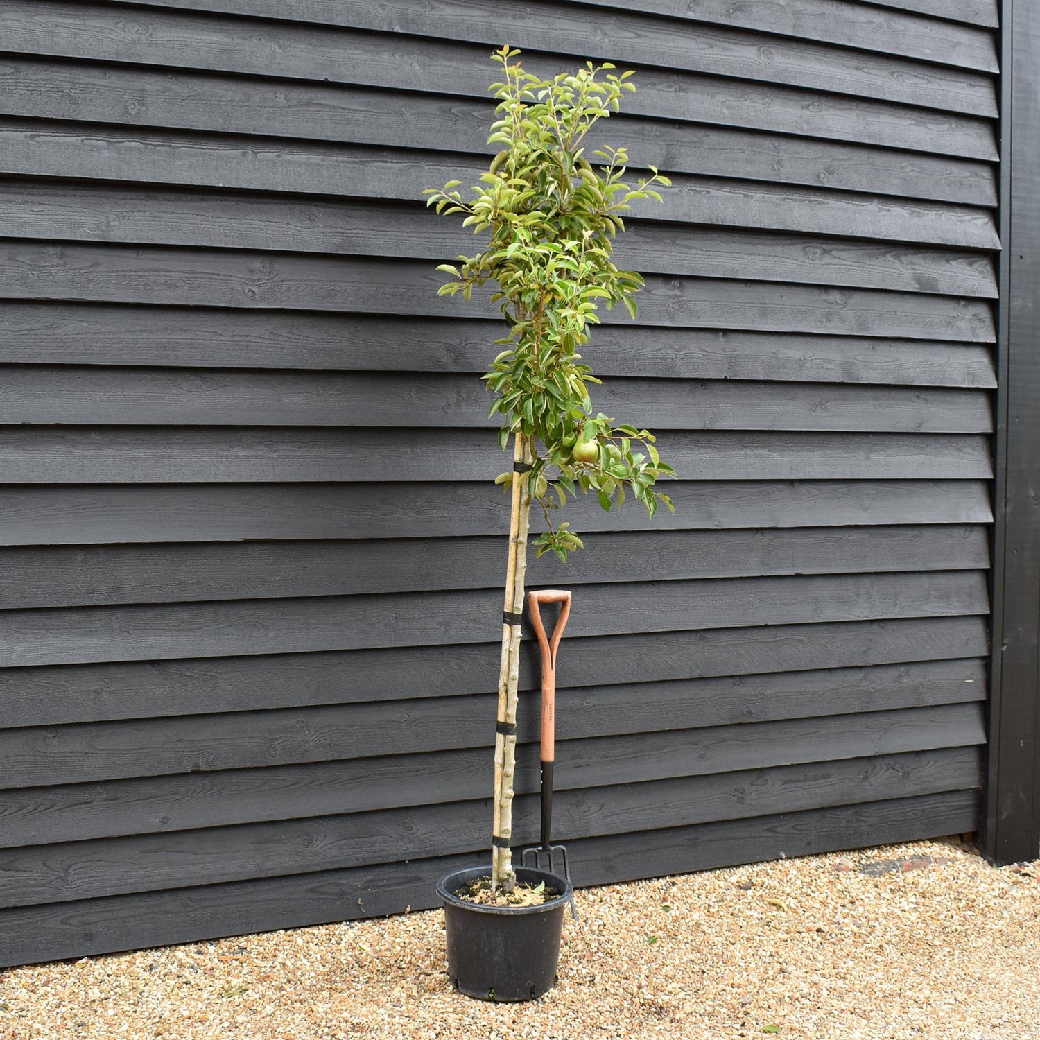 Pear 'Williams' Bon Chretien' | Pyrus communis - Half Standard - Height 160-180cm - 20lt