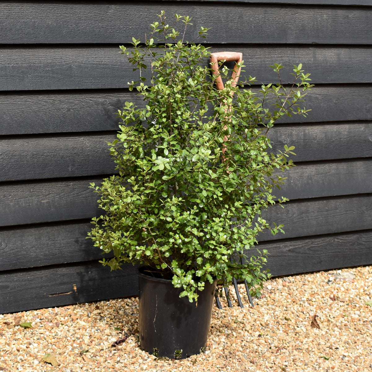 Pittosporum tenuifolium 'Wrinkled Blue' -Height 70-80cm - 12lt