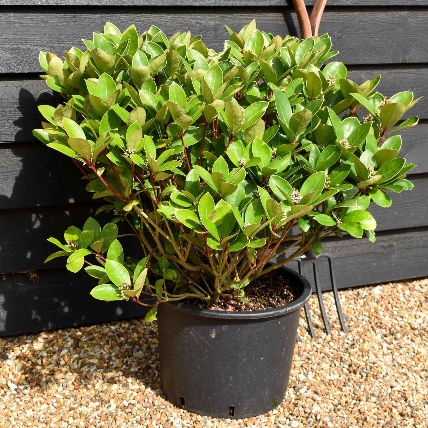 Skimmia japonica | Japanese skimmia - Shrub - Height 40-60cm - 20lt