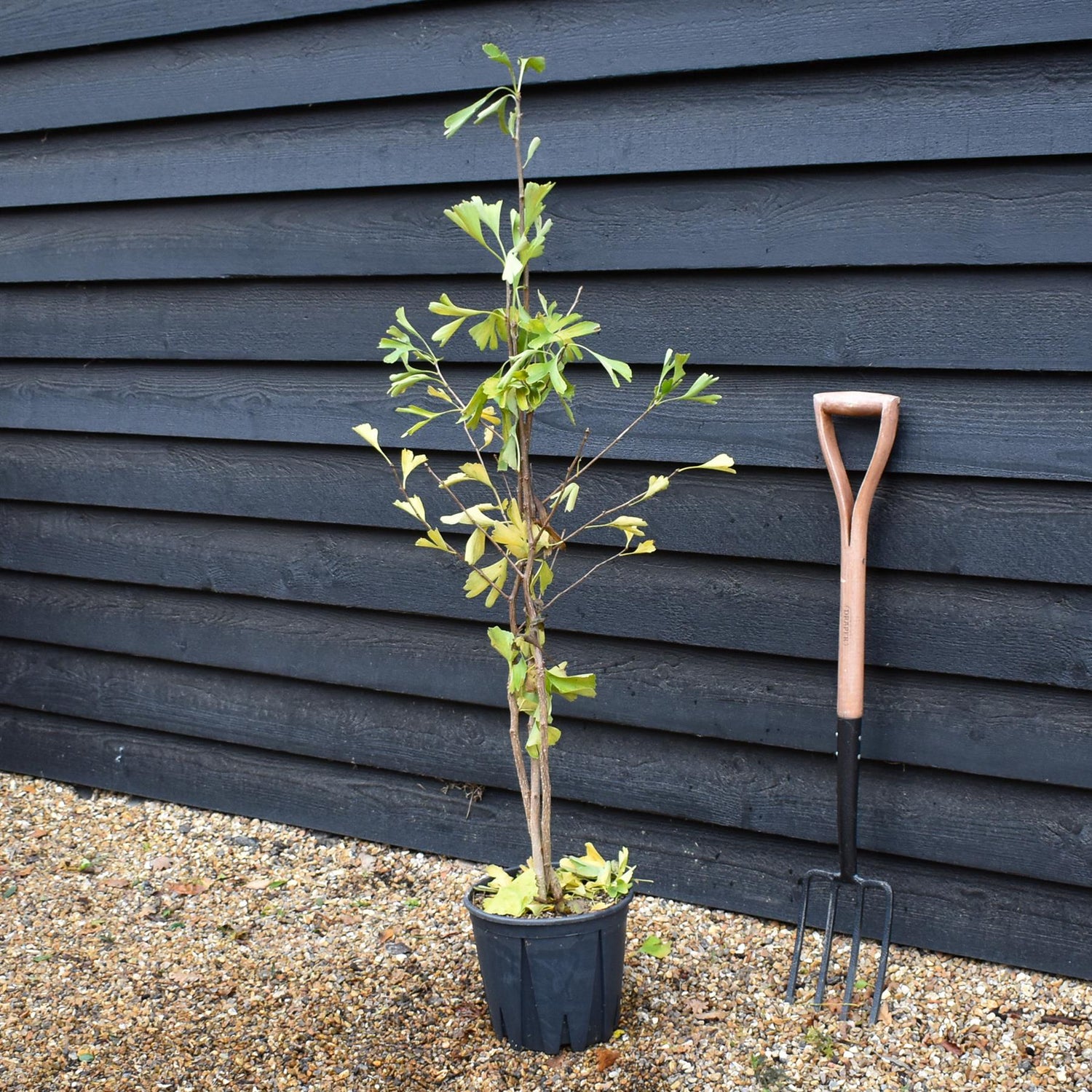 Ginkgo biloba | Maidenhair Tree - Bushy - Height 110-125cm - 12lt