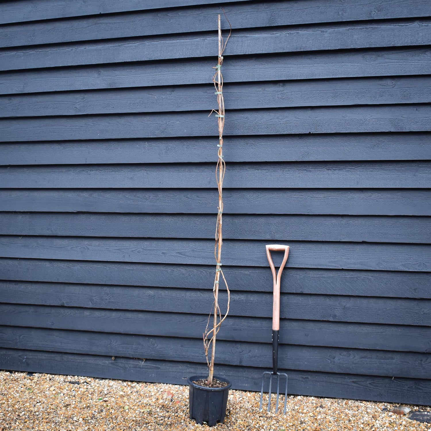 Wisteria brachybotrys 'Golden Dragon' | Japanses Wisteria - Cane - Height 200-250cm - 7lt