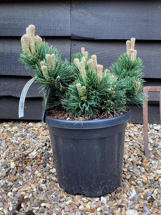 Pinus mugo 'Gnom' | Jacobsen Dwarf Pine - 45-55cm -8lt