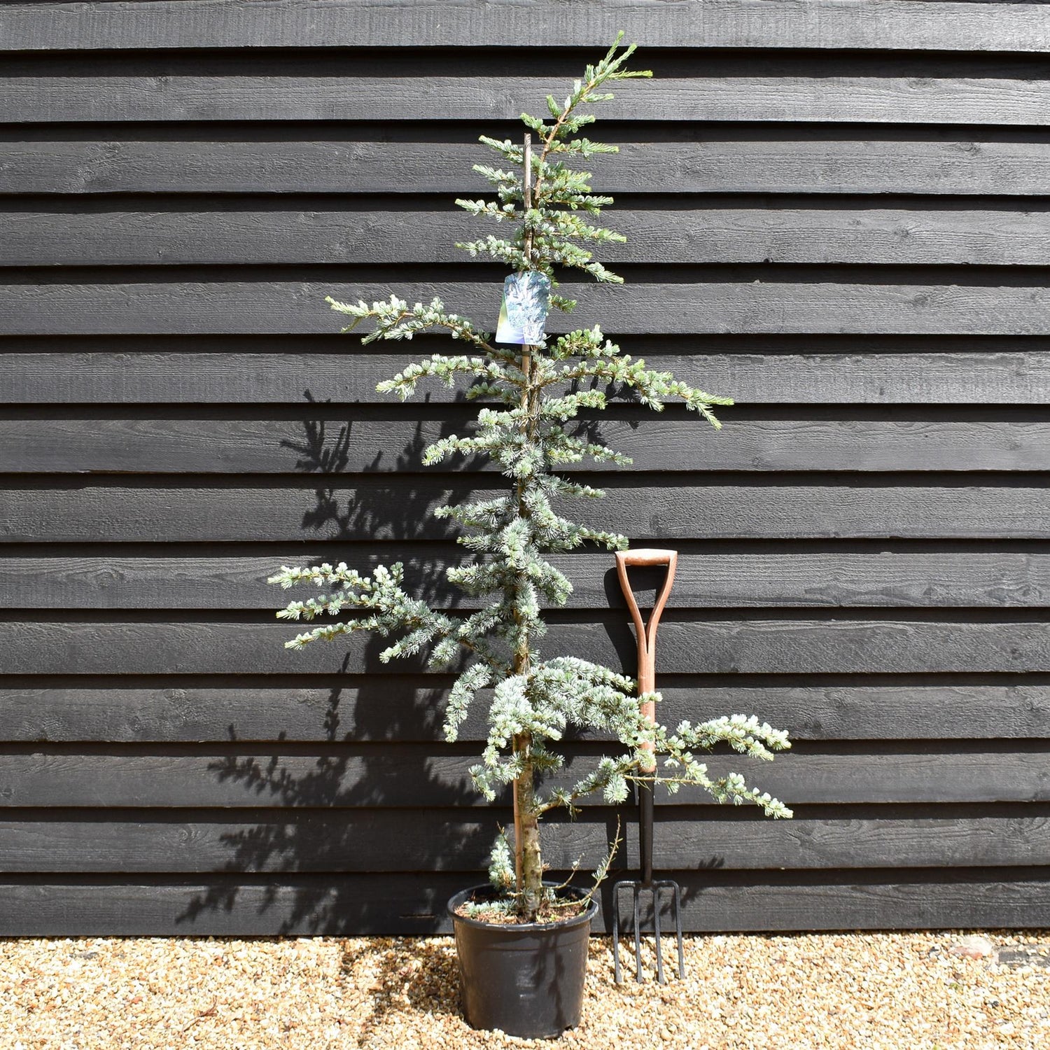 Blue Atlas Cedar | Cedrus Libani 'Glauca' - Height 170-190cm - Feathered - 20lt