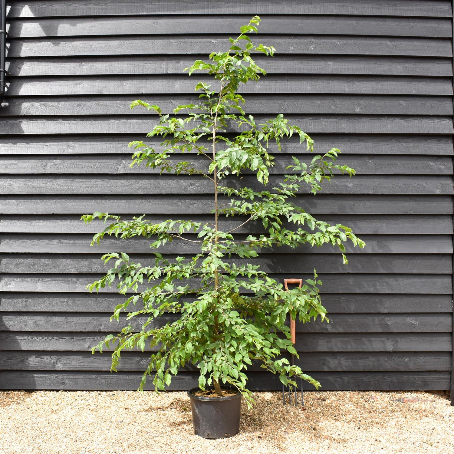 European hop-hornbeam | Ostrya carpinifolia - - Height 200-220cm - Girth 4-6cm - 30lt
