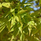 Acer palmatum 'Orangeola' | Orangeola Japanese Maple - Multistem - 350-360cm - 500lt