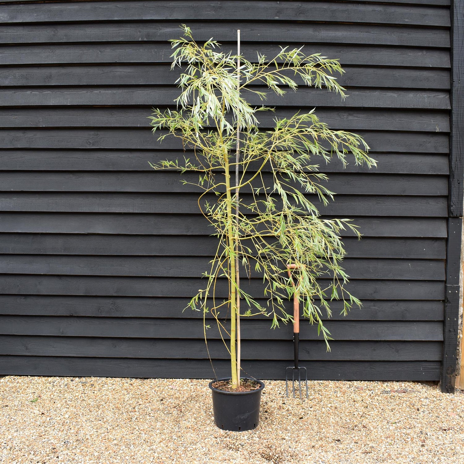 Salix Sepulcralis var. chrysocoma | Golden Weeping Willow  - Height 210-250cm - 20lt