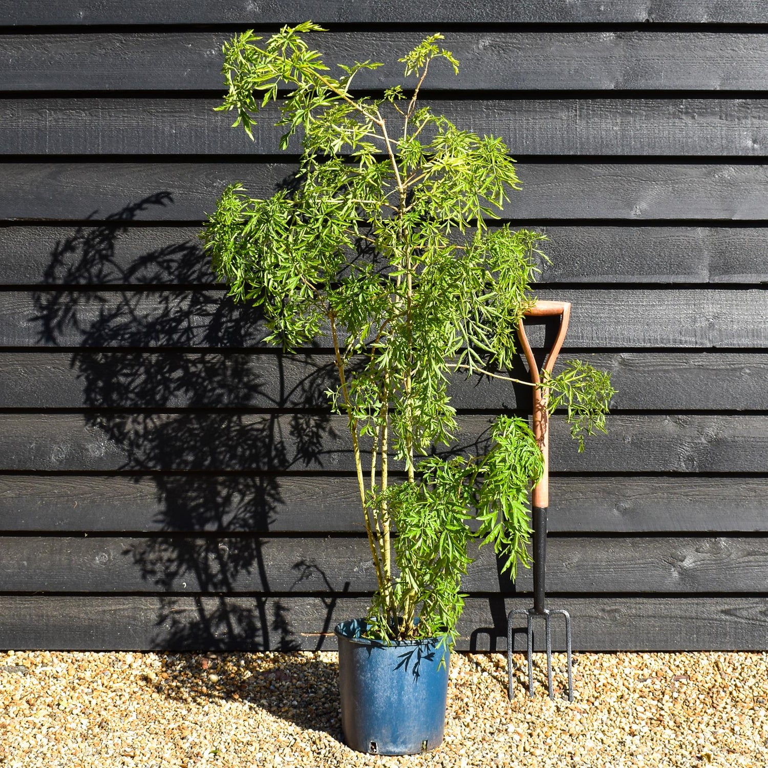 Sambucus Golden Tower - Multistem Shrub - 80-100cm - 12lt