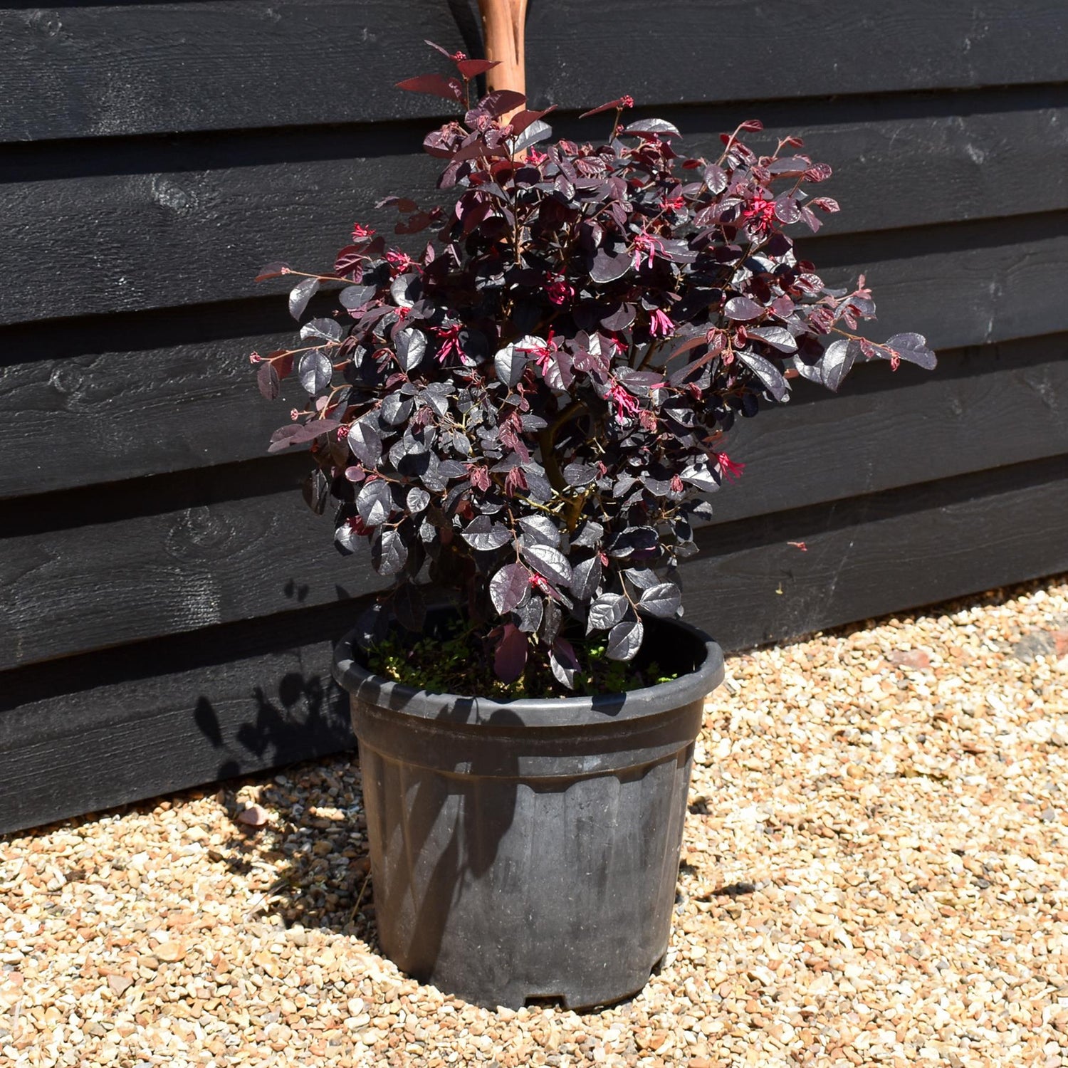 Chinese Fringe Flower | Loropetalum chinense 'Black Pearl' - Ball - Width 40cm Height 40cm -18lt