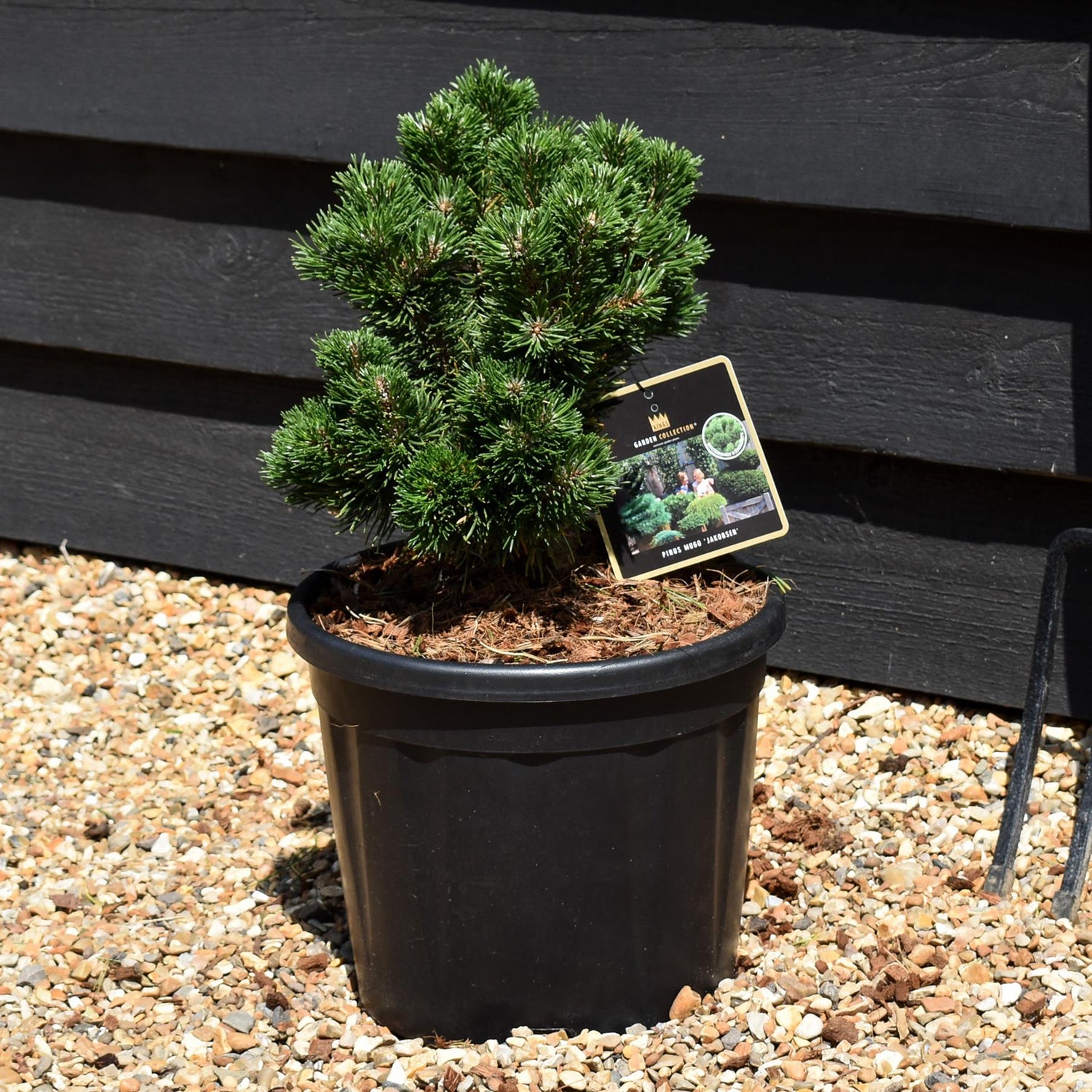 Pinus mugo 'Jakobsen' - Height 20-30cm - Width 30cm - 11lt