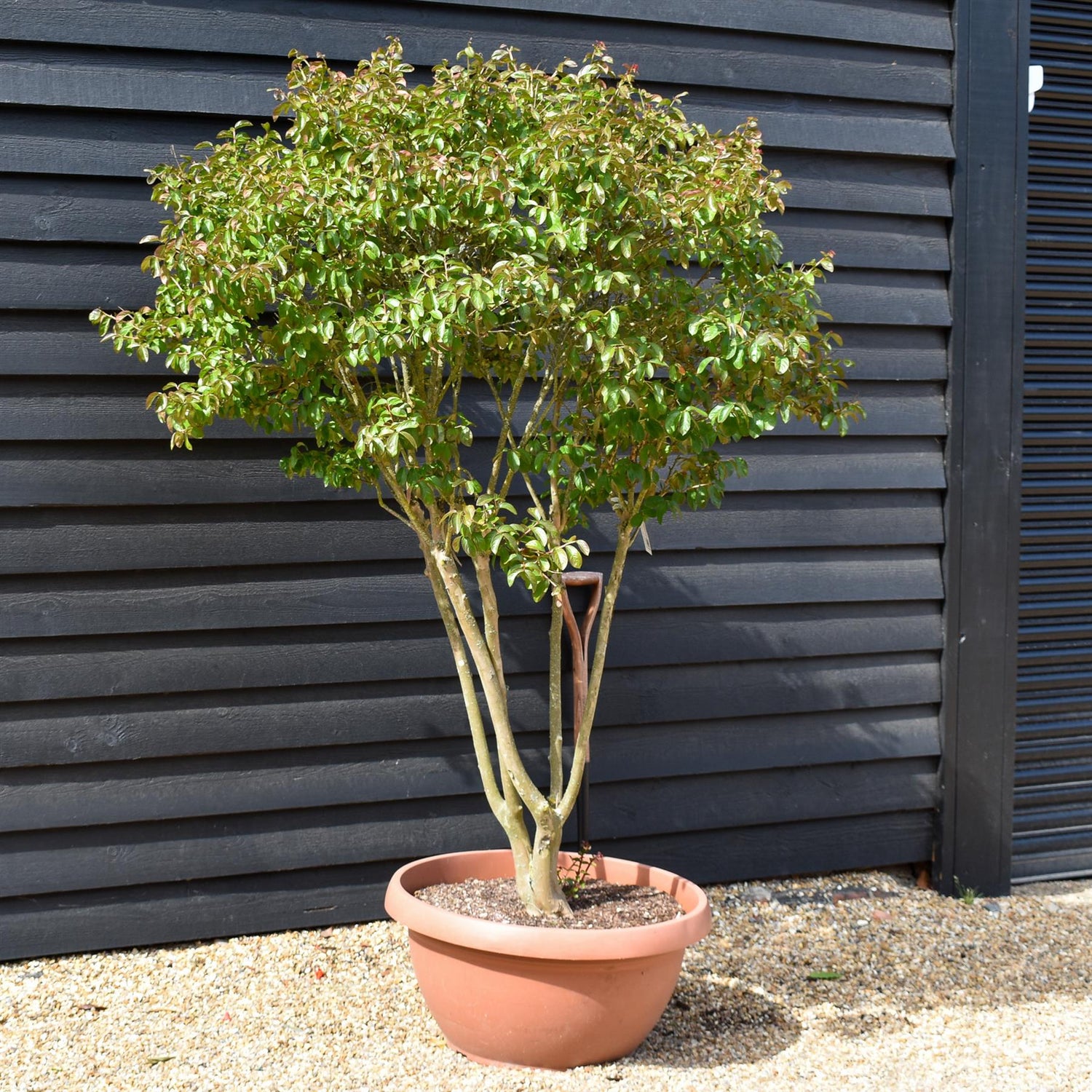 Lagerstroemia indica | Crape Myrtle - Parachute - Height 150-160cm - 70lt