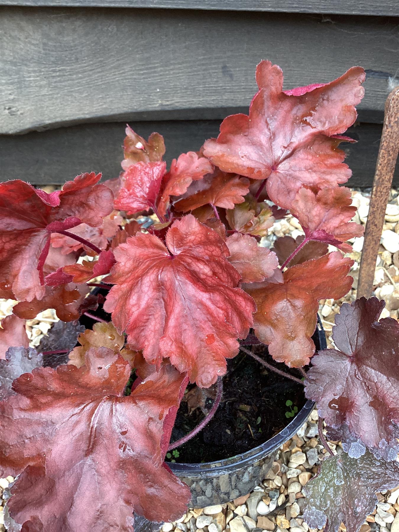 Heuchera 'Fire Chief' (Coral Bells) - 3lt