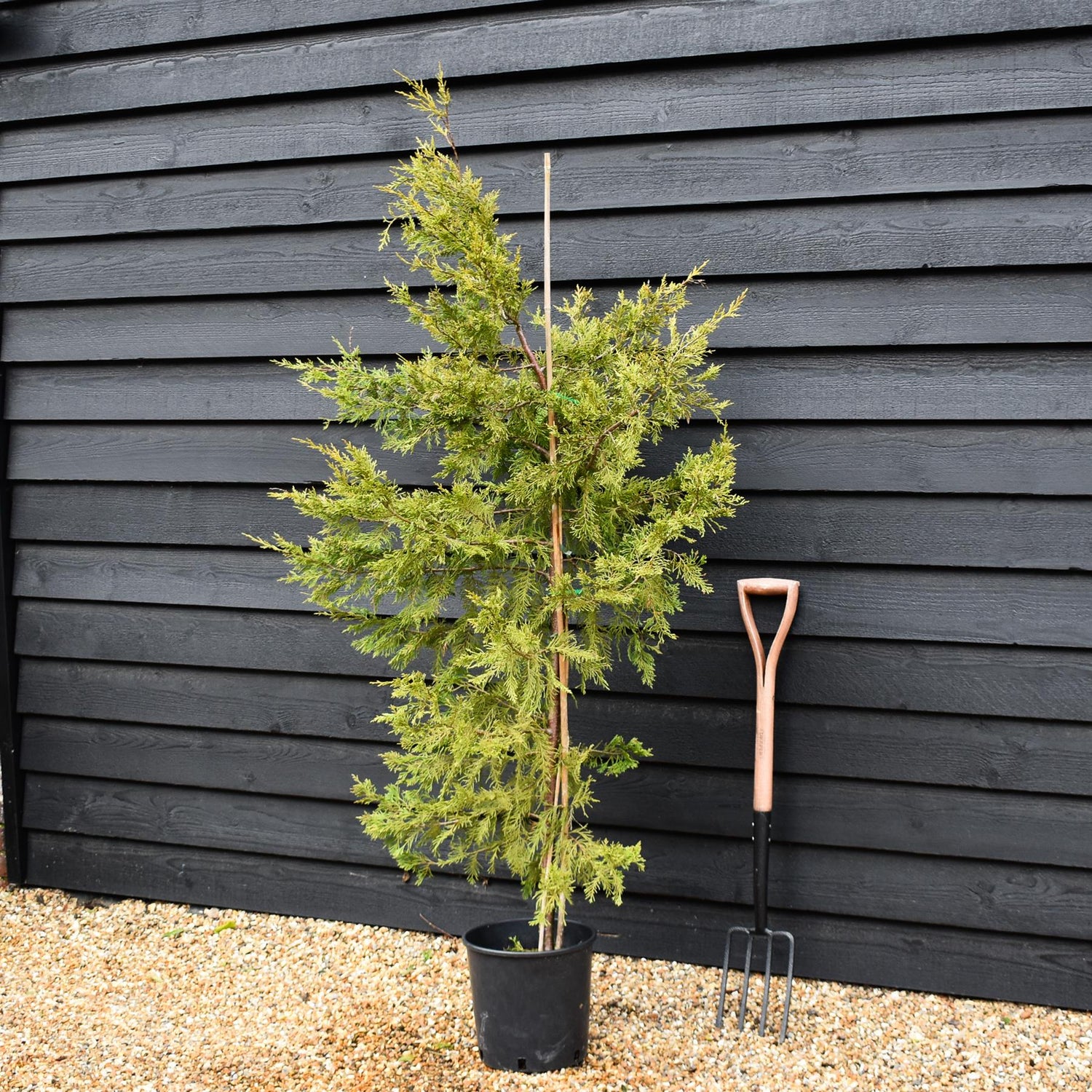 Cuprocyparis leylandii -  Conifer - Height 170-180cm - 12lt
