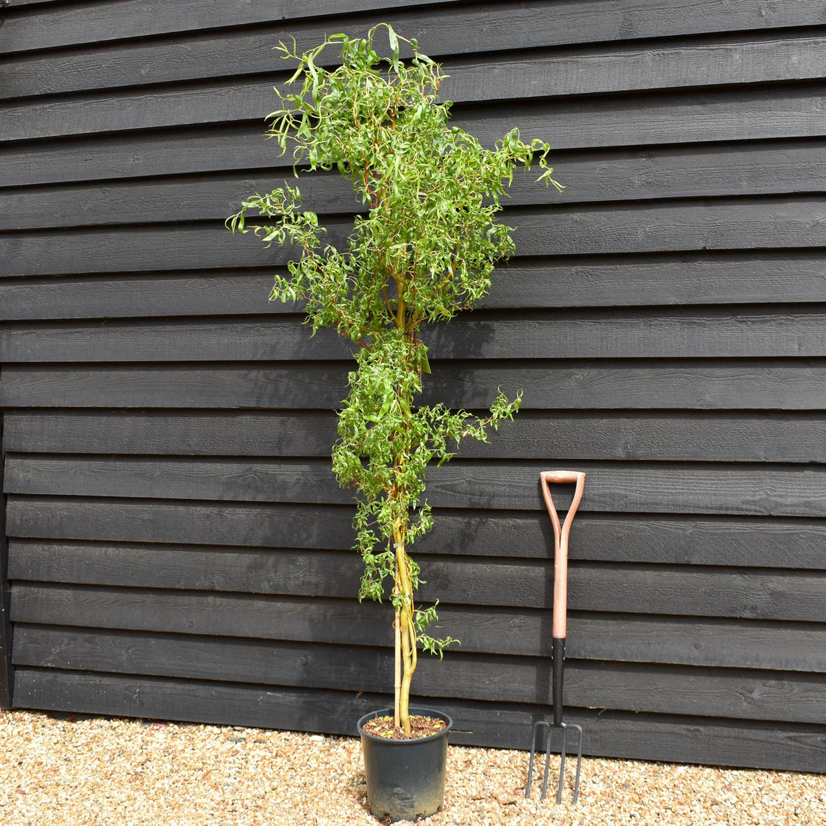 Salix x sepulcralis 'Erythroflexuosa' | Twisted Willow -  Tree - Height 150-200cm - 20lt