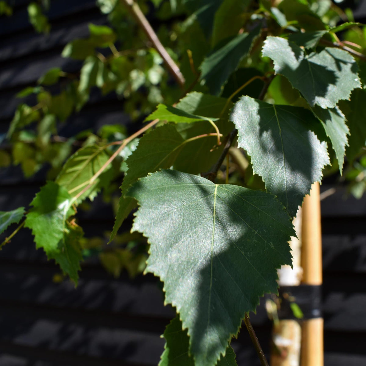 Betula Nigra "Heritage"  - River Birch| Black Birch Cully - Height - 340-400cm - Girth 10-12cm - 50lt