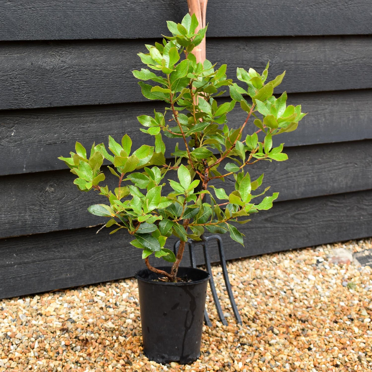 Arbutus unedo | Strawberry Tree - 20-25cm, 3lt
