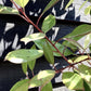 Photinia x fraseri Red Robin - Tree - 200 - 220cm - 20lt