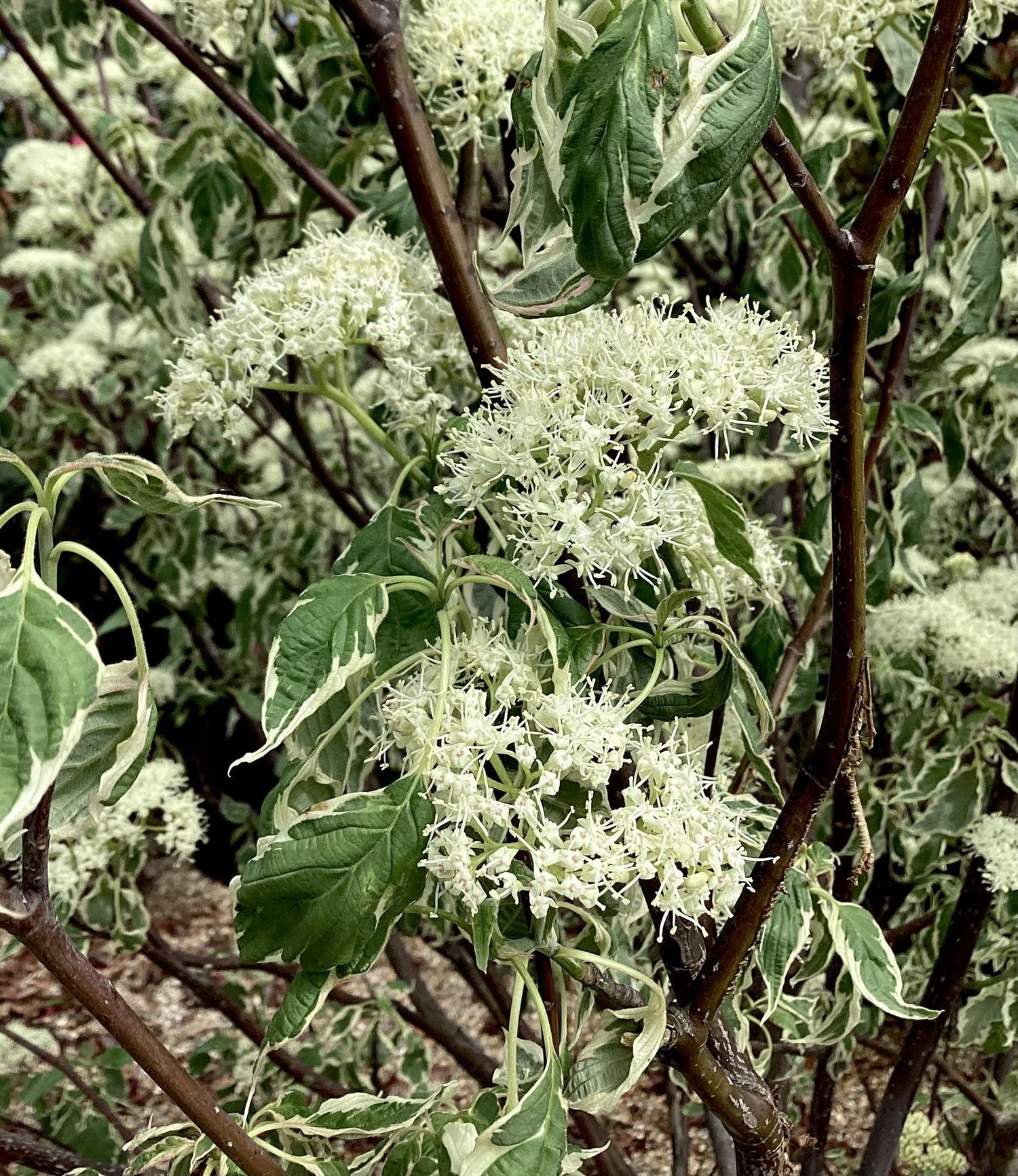 Cornus Rutgersensis Stellar Pink | Stellar Pink Dogwood - Multistem - 220-230cm - 110lt