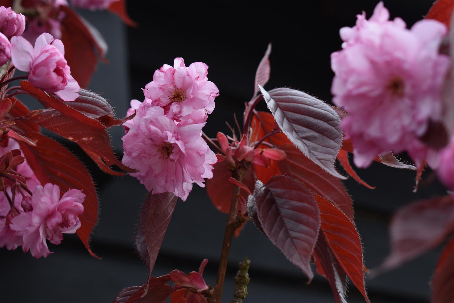 Prunus Royal Burgundy | Cherry 'Royal Burgundy' - 310-340cm, 50lt