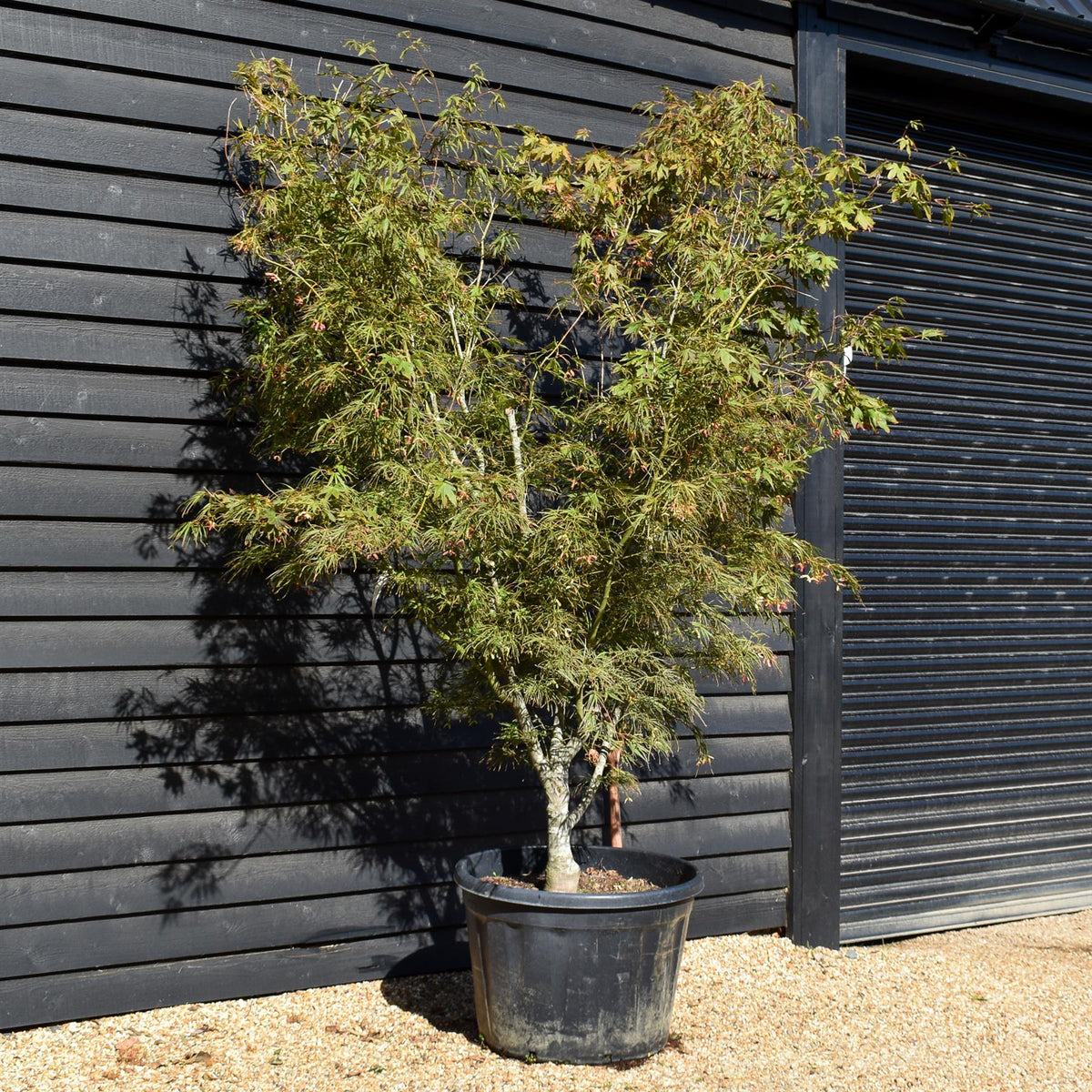 Acer palmatum Linearilobum | Japanese maple 'Linearilobum' - Specimen Tree - Height 280-300cm - 180lt