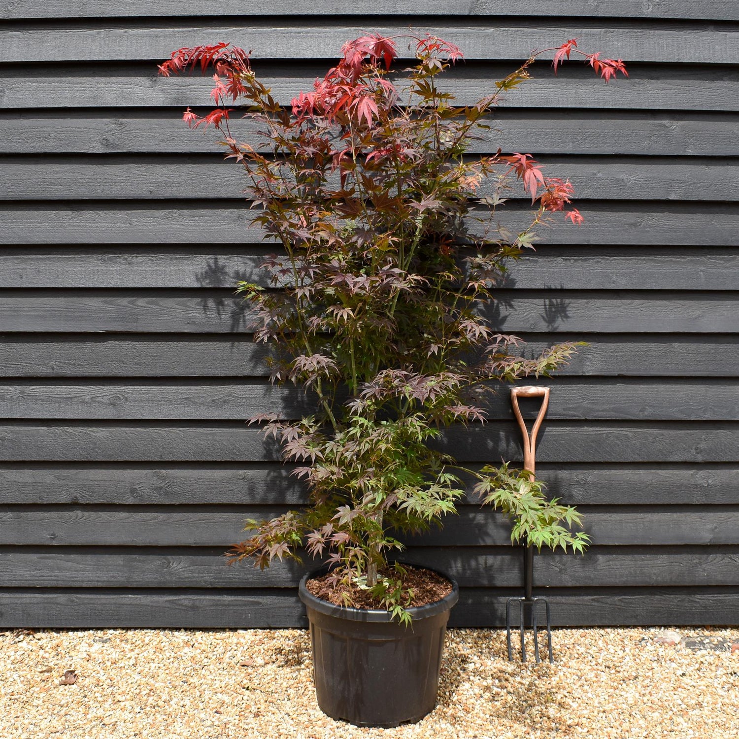 Japanese maple |Acer palmatum 'Atropurpureum' - Bushy - Height 180-190cm - 55lt