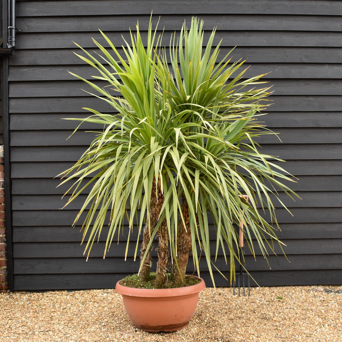Cordyline australis (cabbage palm) | New Zealand Cabbage Palm - Bowl - Multistem x 3-4 - Stem 20-30cm - Height 110-130cm - 90lt