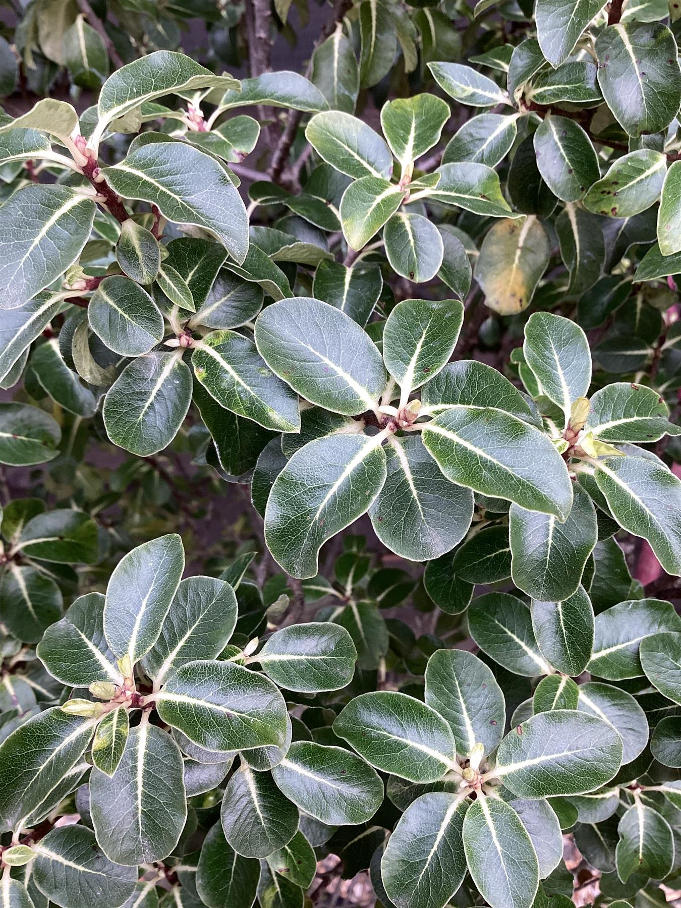 Pittosporum tenuifolium 'Gold Star' - 100-125cm, 30lt
