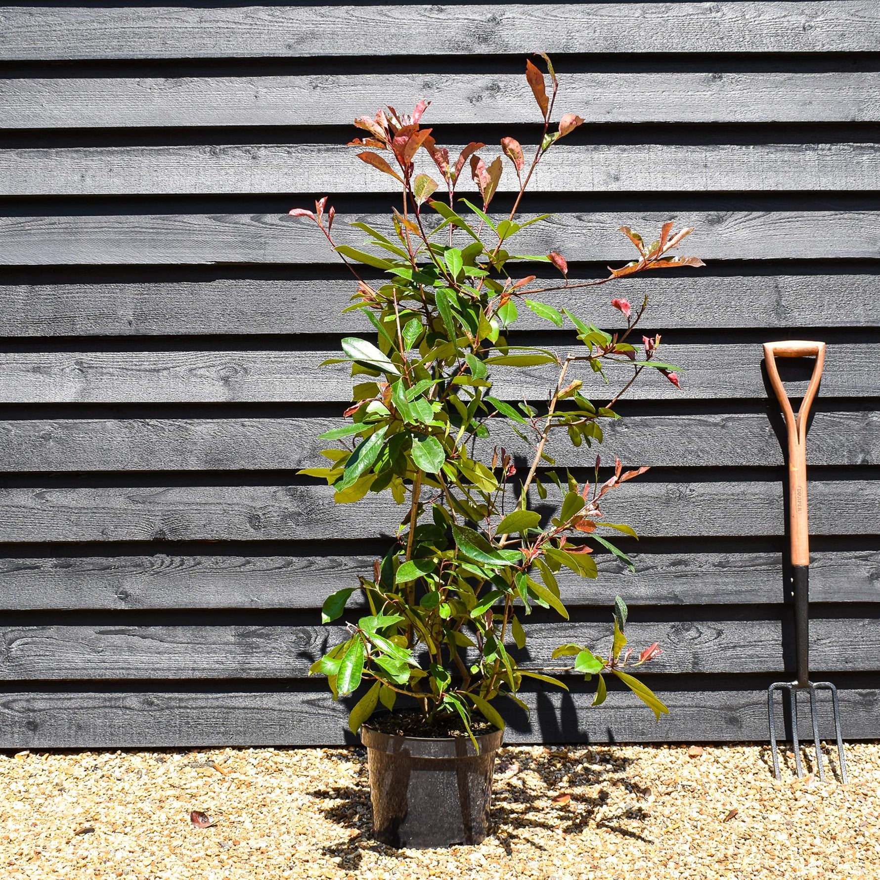 Photinia x fraseri 'Red Robin' - Bush - Height 100-150cm
