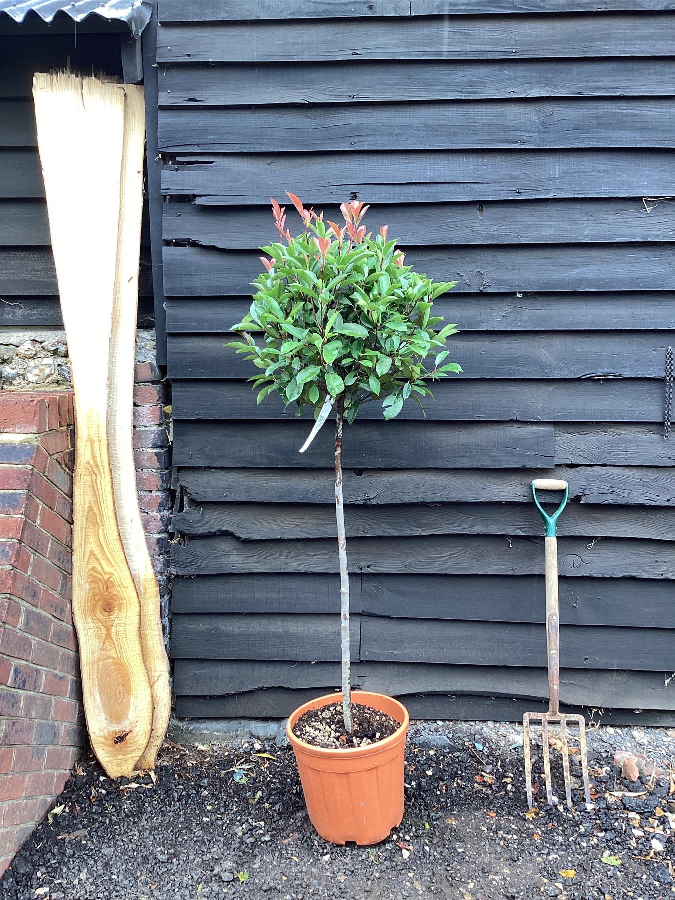 Photinia Red Robin | Christmas berry 'Red Robin' - 1/2 std Clear Stem - 180-200cm, 25lt