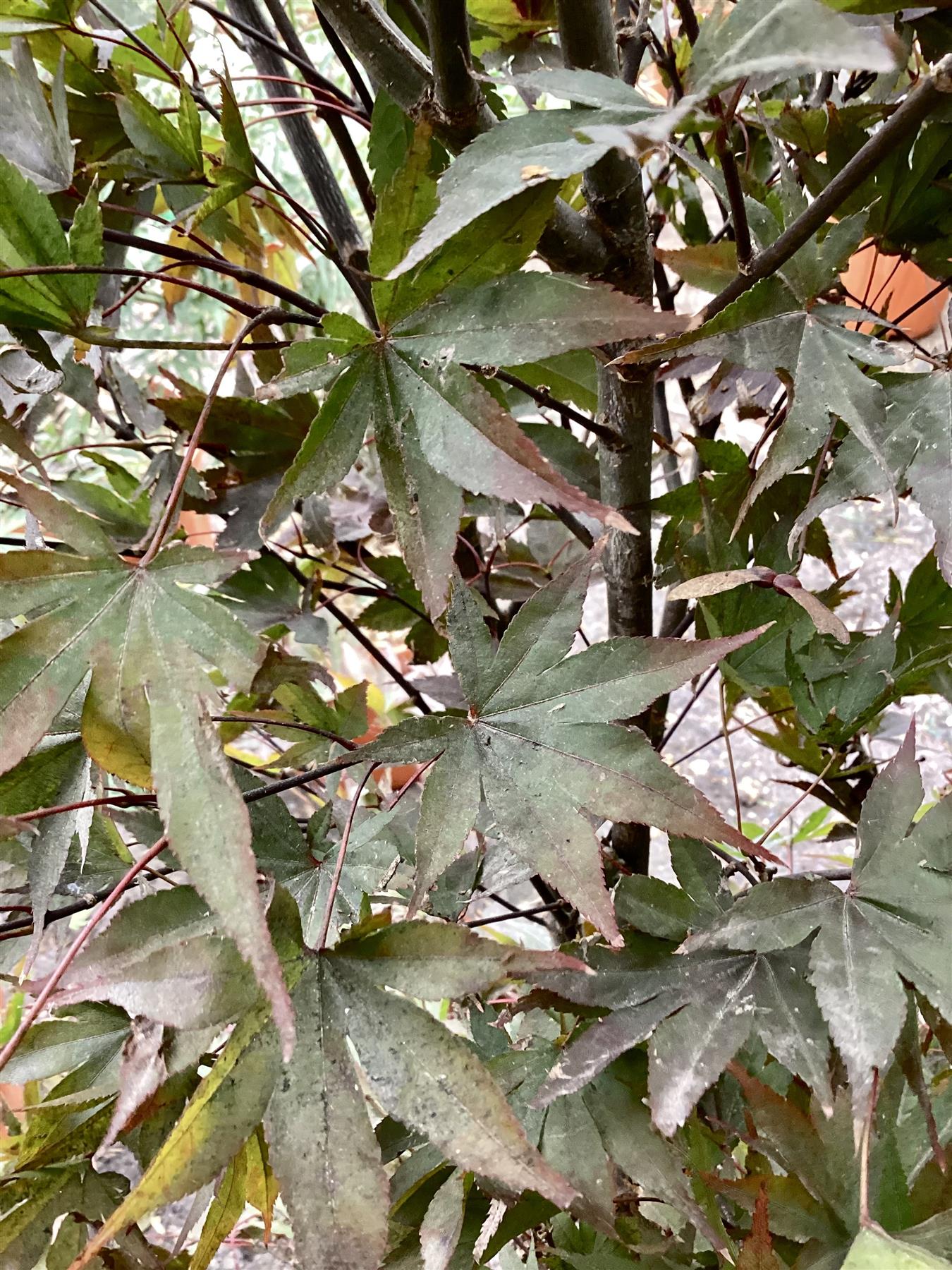 Acer palmatum 'Bloodgood' | Japanese maple 'Bloodgood' - 100-150cm - 30lt