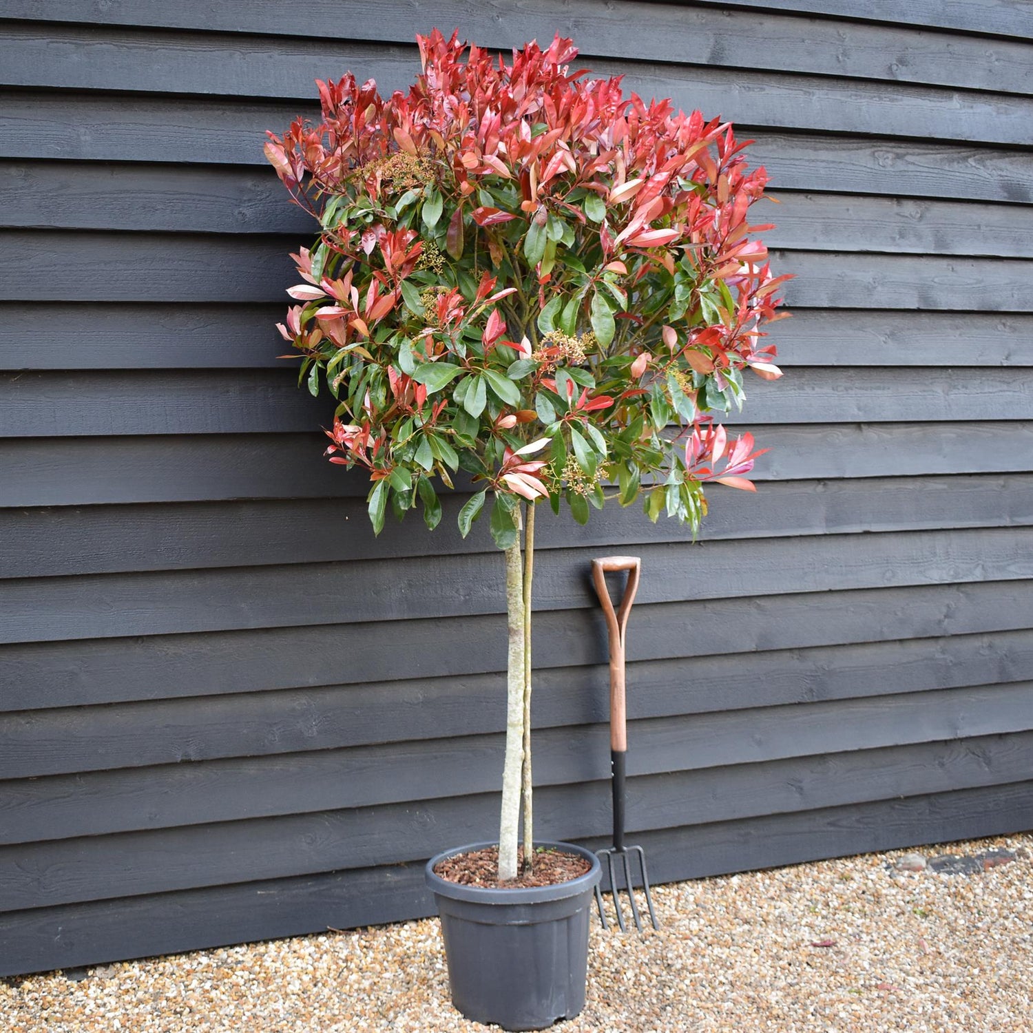 Photinia Red Robin | Christmas berry 'Red Robin' - Girth 8cm - 160cm, 30lt