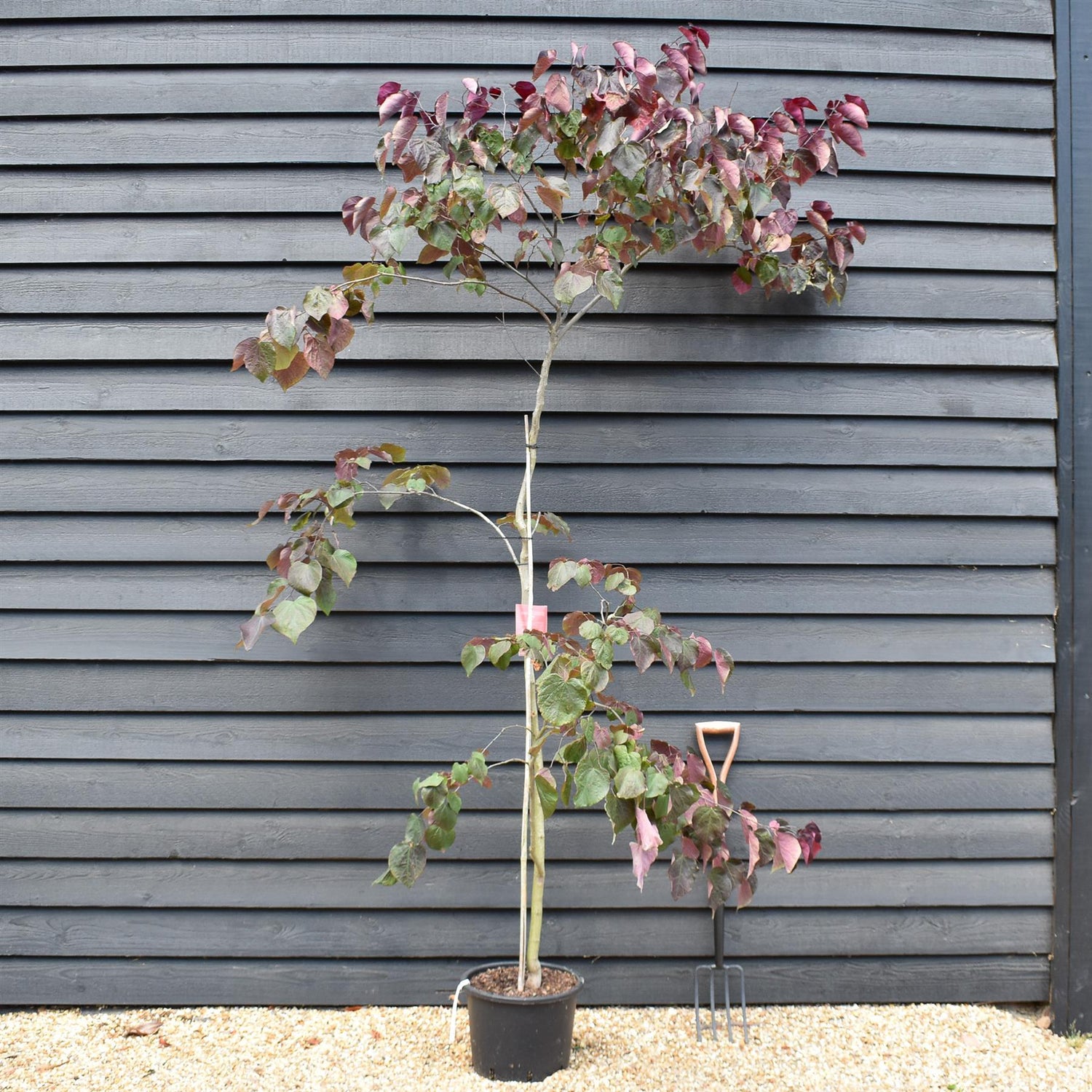 Cercis canadensis 'Forest Pansy' - Bushy - Height 220-320cm - 20lt