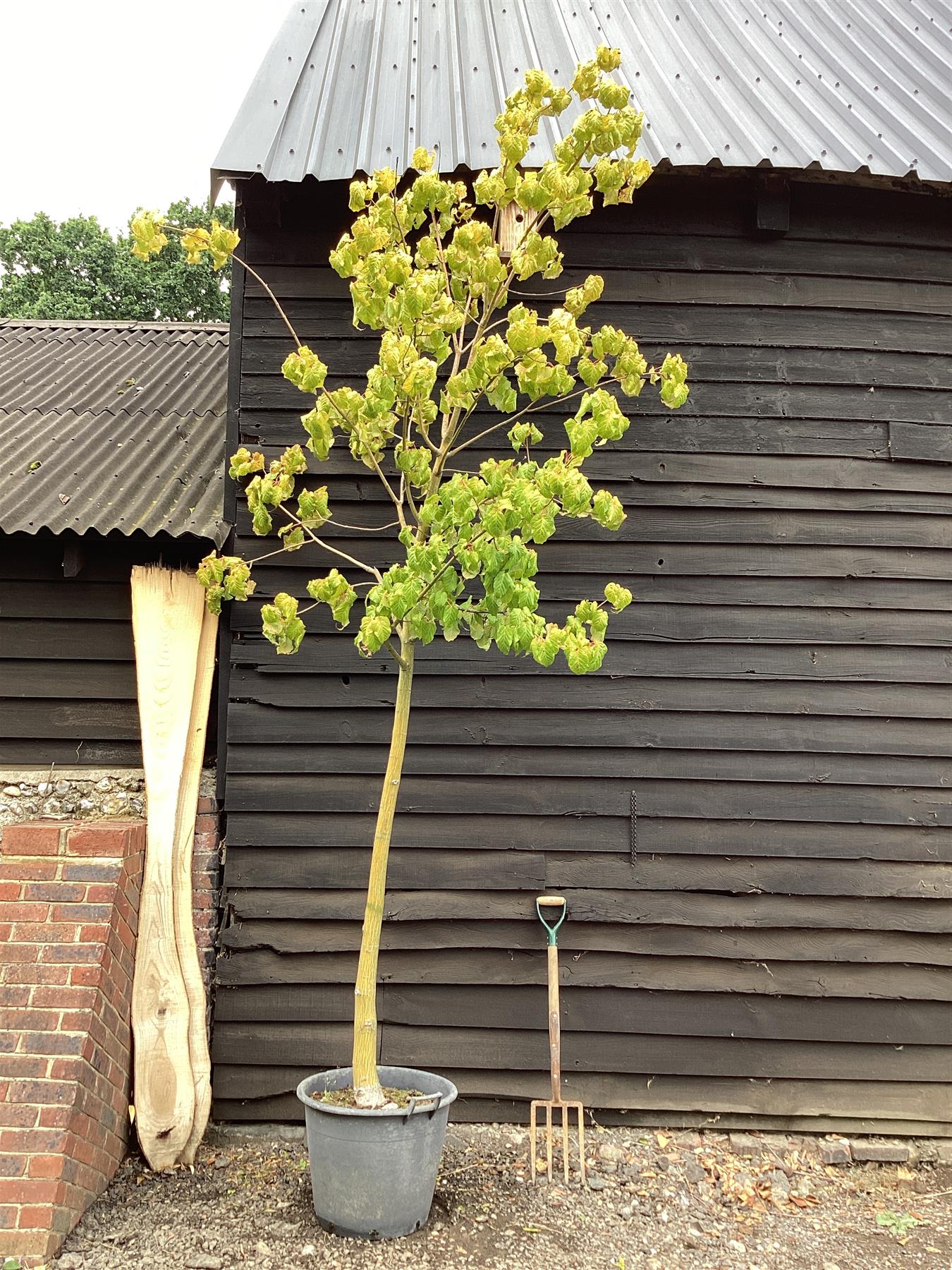 Acer davidii | Snake Bark Maple - 280-310cm, 70lt