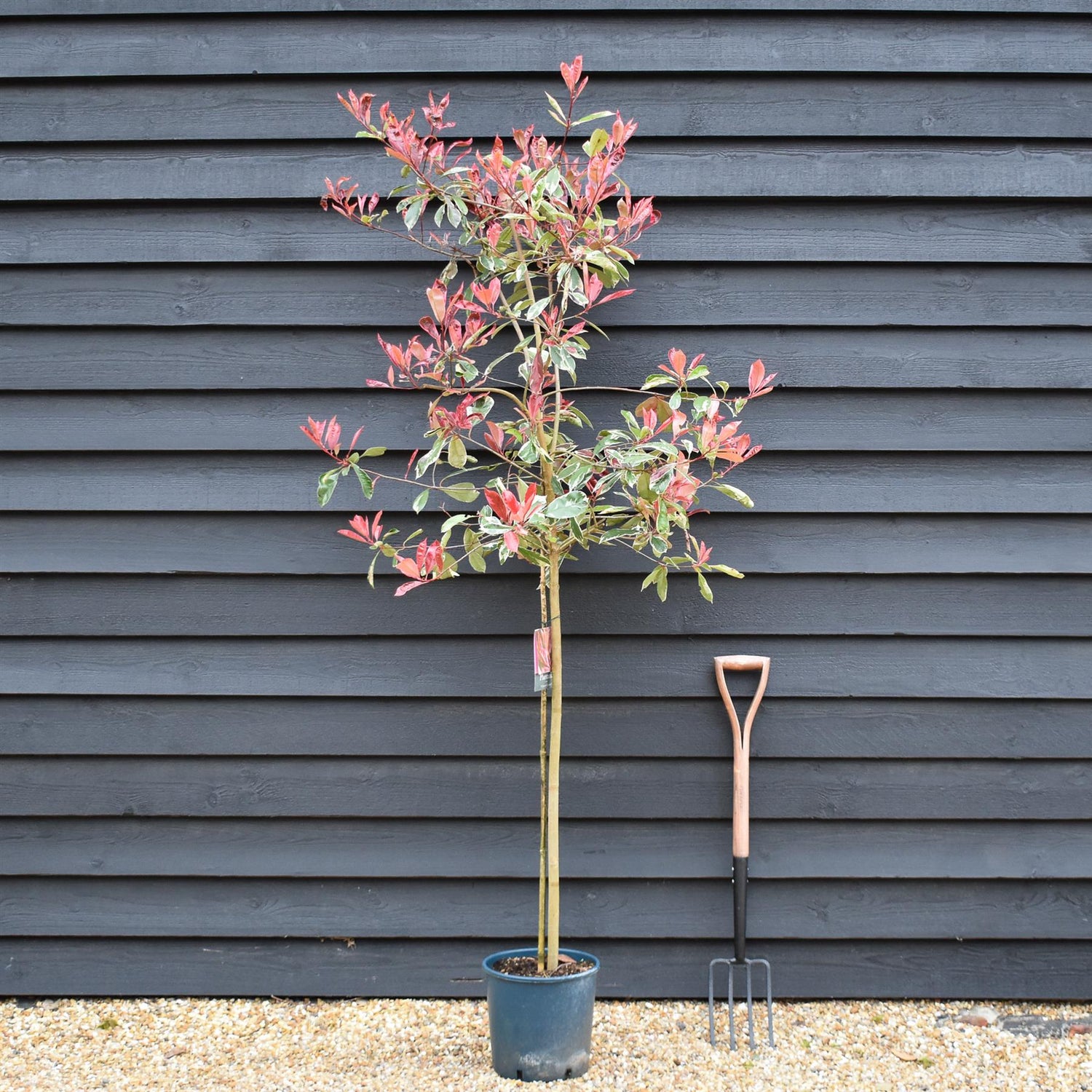 Photinia Fraseri  Louise - Height 150-180cm - 10lt