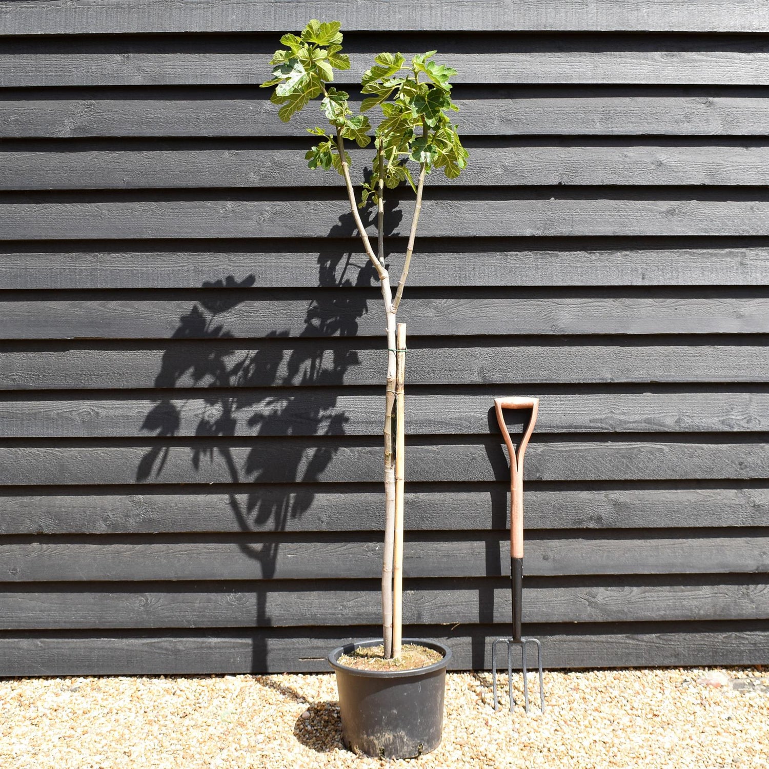 Fig - Ficus carica 'Madeleine deux Saisons'- Clear Stem 80-90cm - Height 160-170cm - 20lt