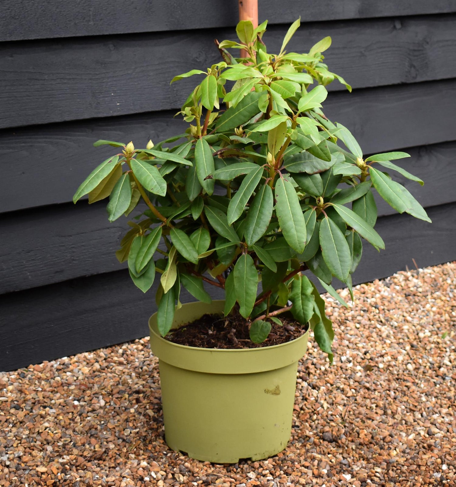 Rhododendron 'Blue Jay' - Shrub - Height 50-70cm - 10lt