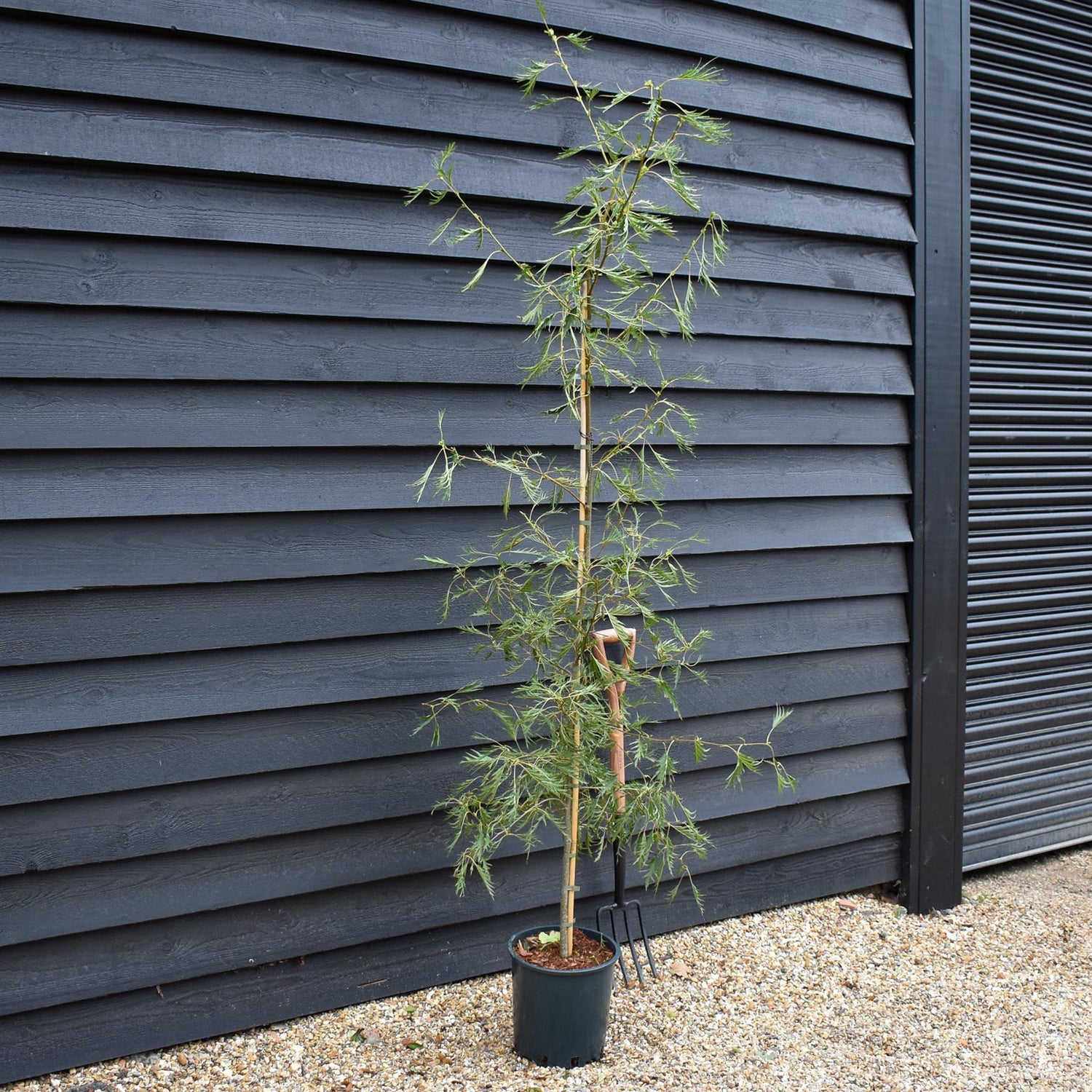 Alnus Glutinosa Imperialis - Alder Imperialis - Height 220-260cm - 12lt