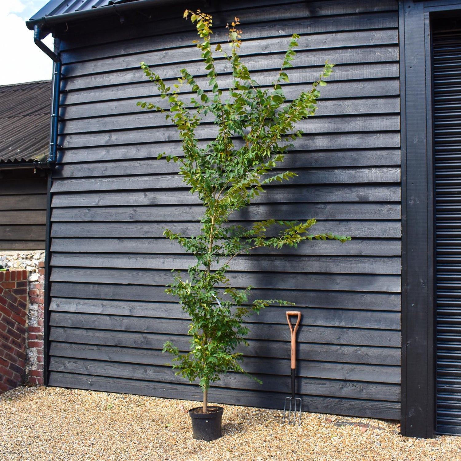 Zelkova Serrata - Feathered - Girth 10-14cm - Pot Grown - Height 150-220cm - 10lt