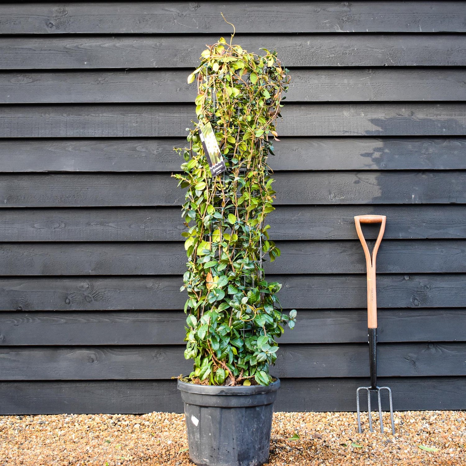Star Jasmine | Trachelospermum jasminoides - Column Metal Frame- Height 140cm - 30lt