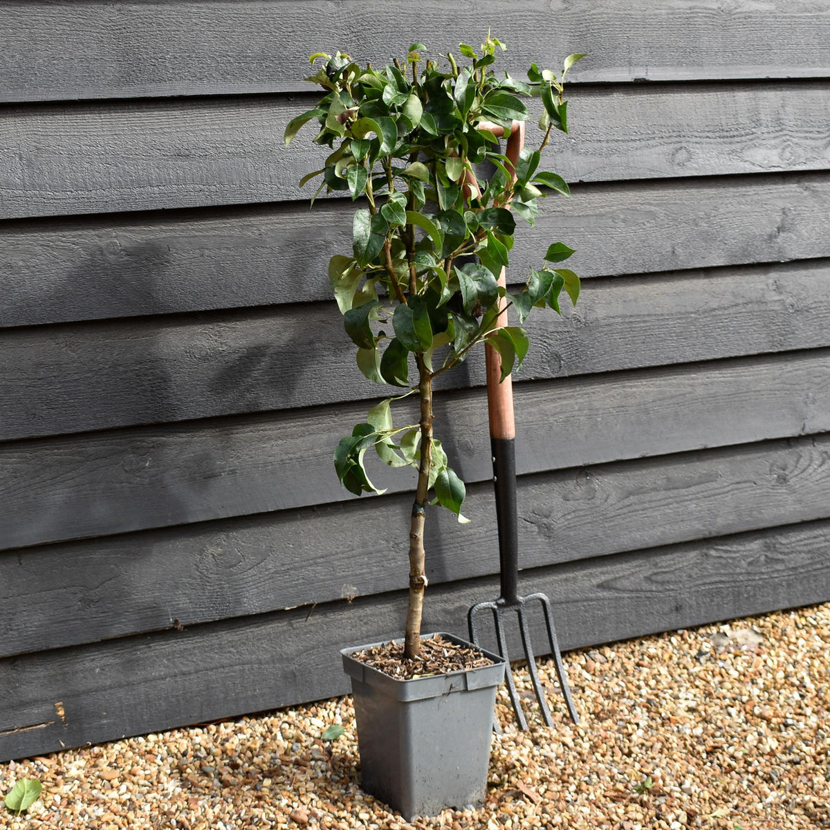 Pear Conference | Pyrus communis - Patio Rootstock - Height 80-100cm, 7lt
