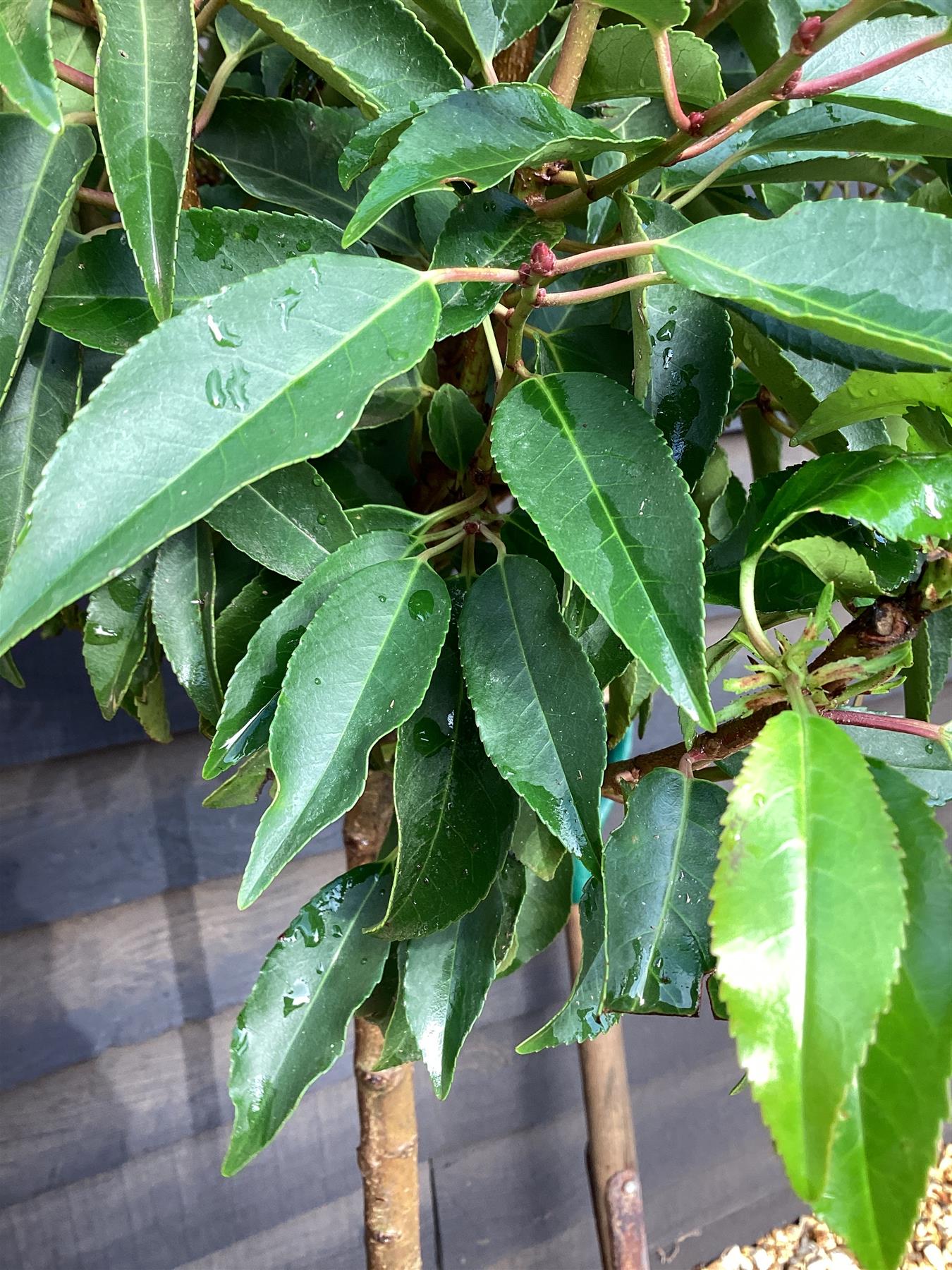 Prunus lusitanica | Portuguese Laurel Cherry 1/2 std Clear Stem - 140cm, 18lt