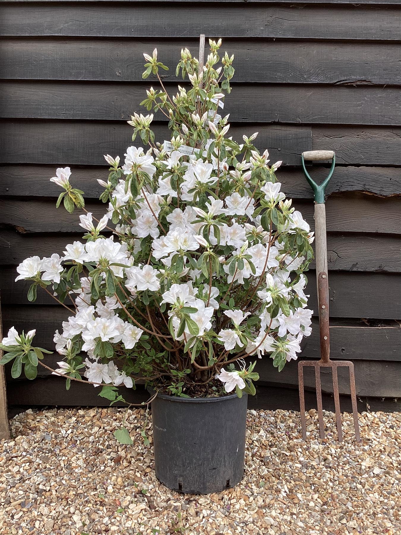 Azalea Japonica Snow | Rhododendron 'Snow' - 90cm, 18lt