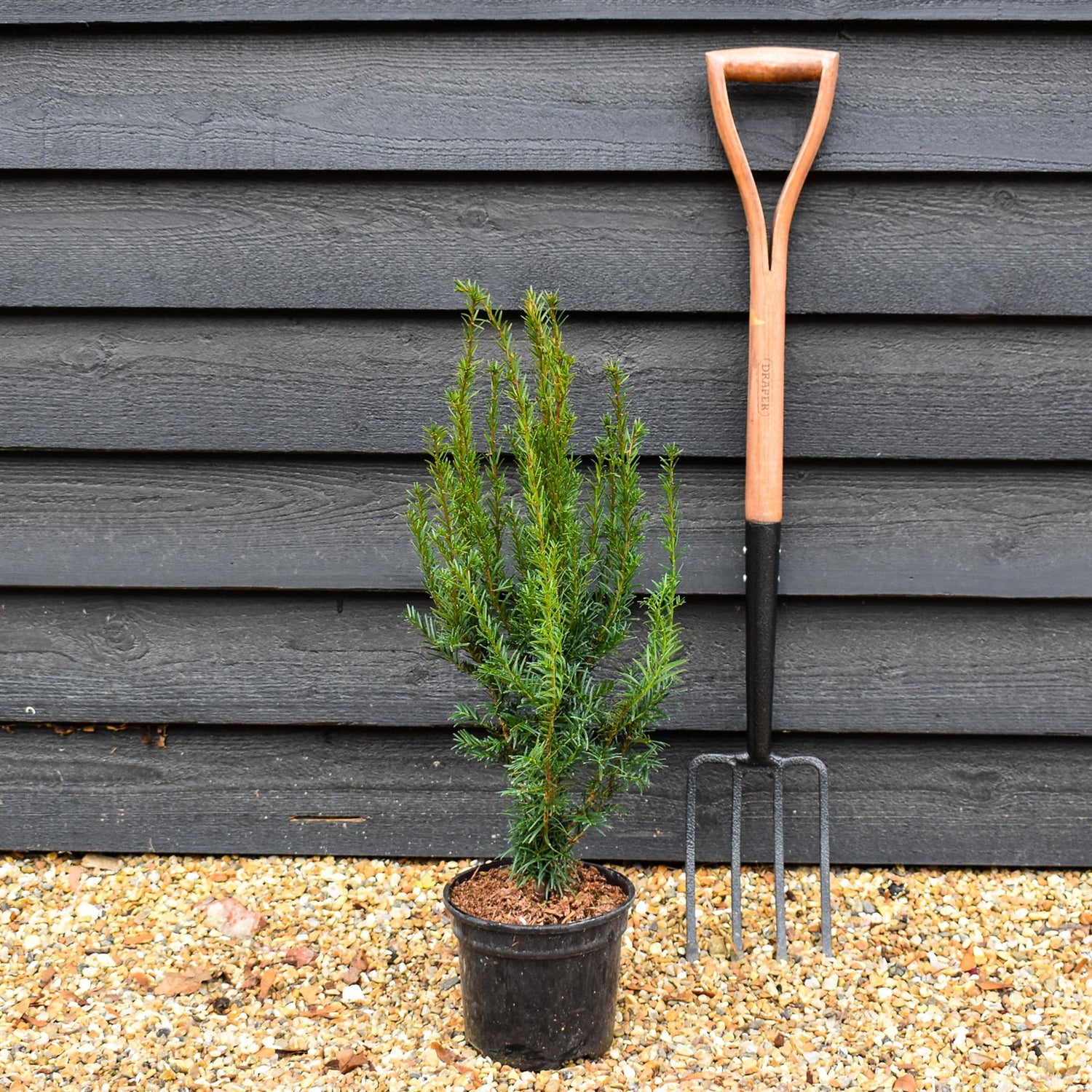 Yew | Taxus baccata - Height 90-100cm - 3lt