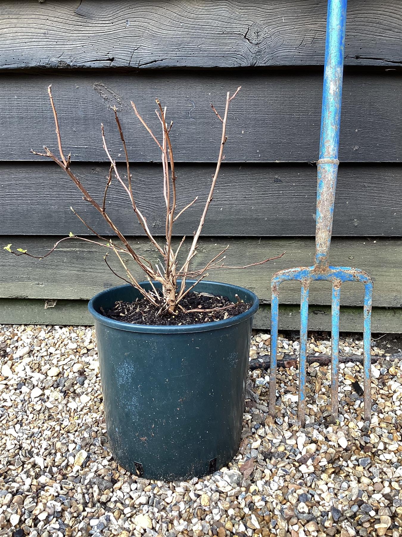Physocarpus opulifolius 'Dart's Gold' - 55-65cm, 3lt