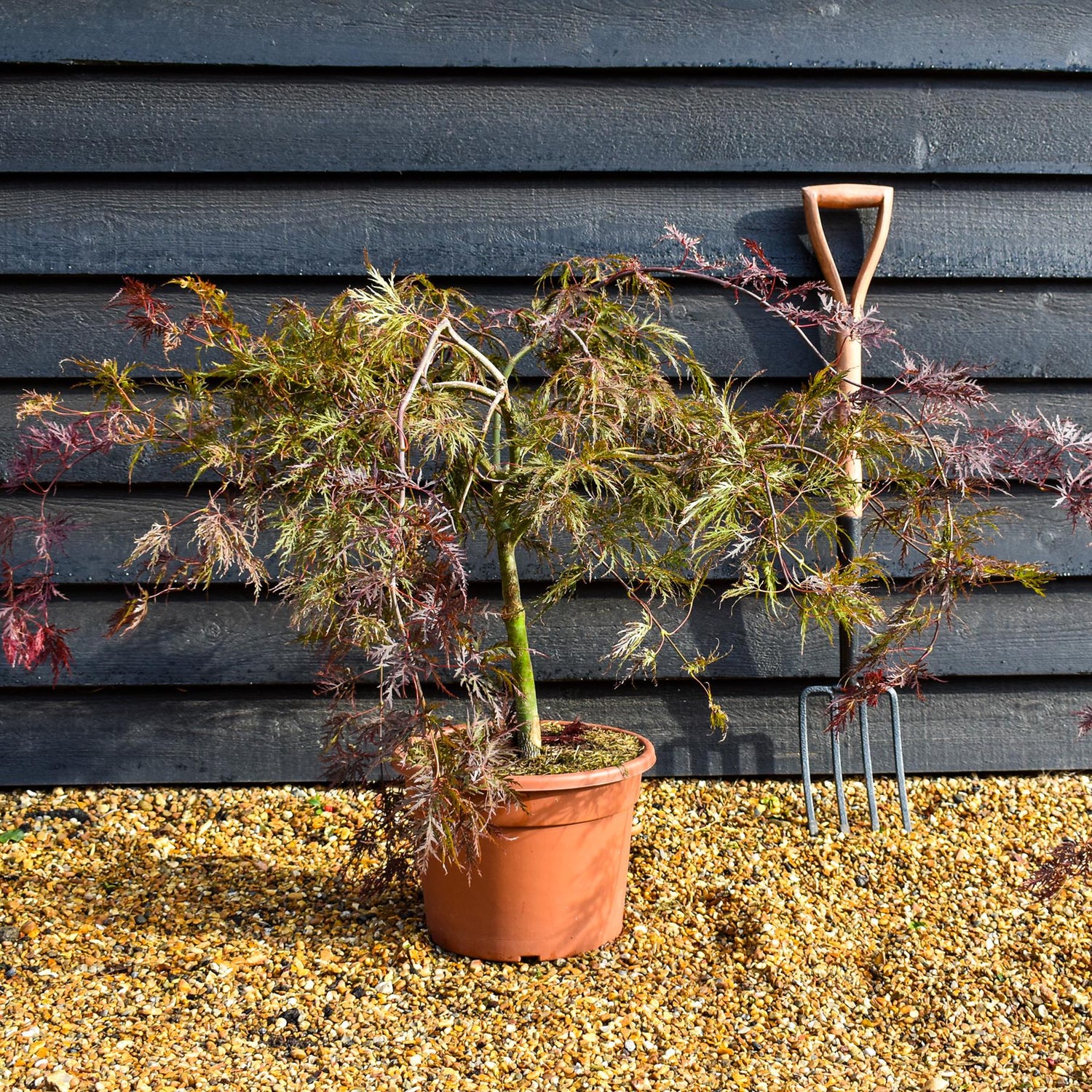 Japanese Maple 'Inaba-shidare' | Acer palmatum - Clear Stem 30cm - Height 60-70cm - 15lt
