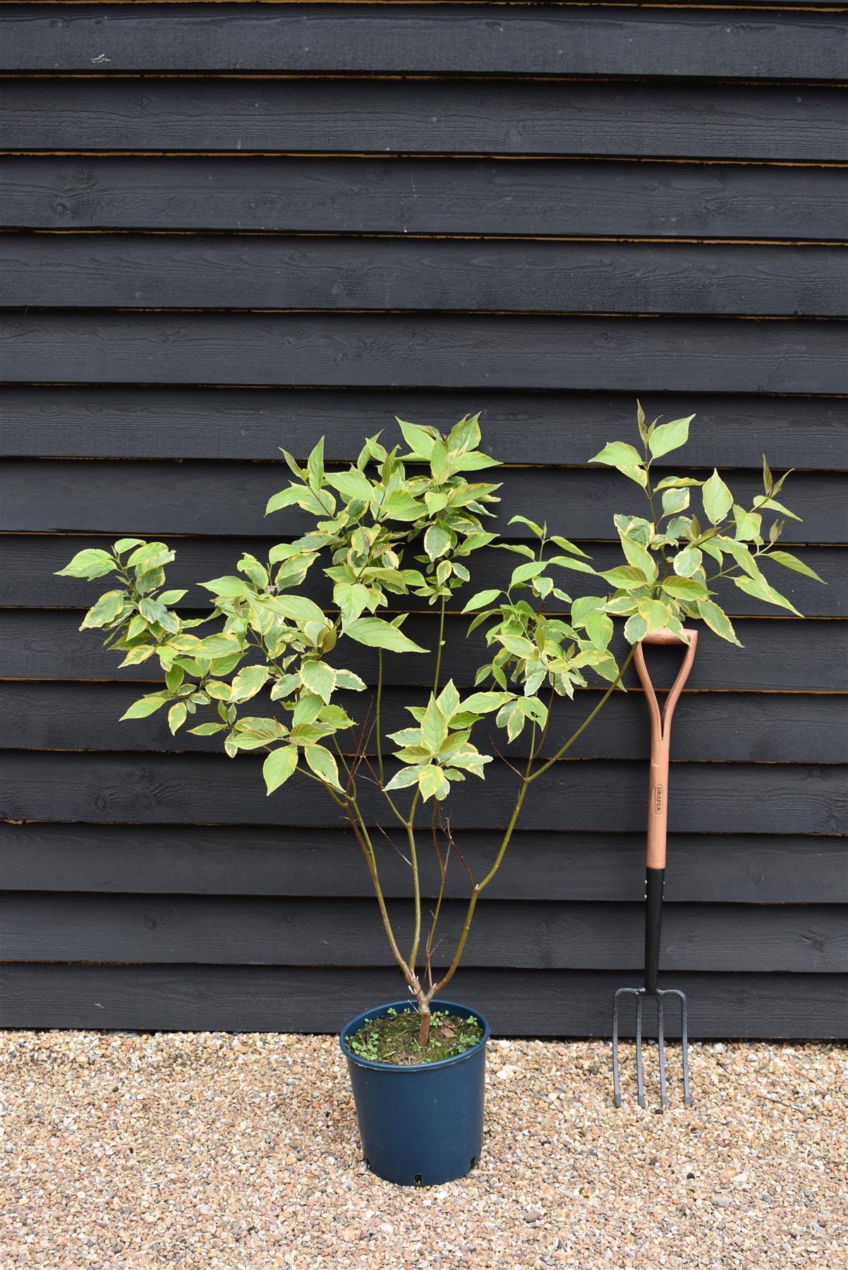 Cornus alba 'Gouchaultii' | Dogwood 'Gouchaultii' - 70-100cm, 12lt