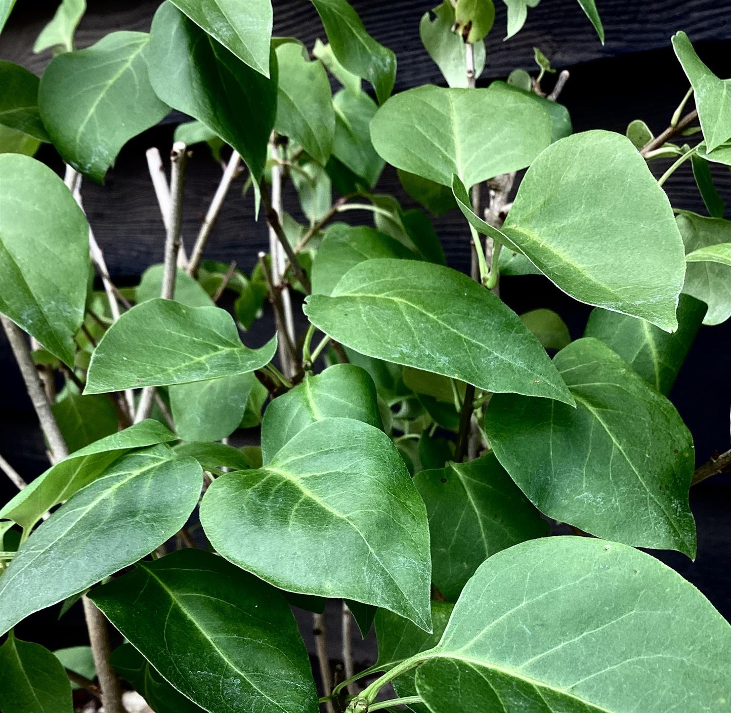 Syringa vulgaris 'Amethyst' | Lilac 'Amethyst' - 10-30cm, 12lt