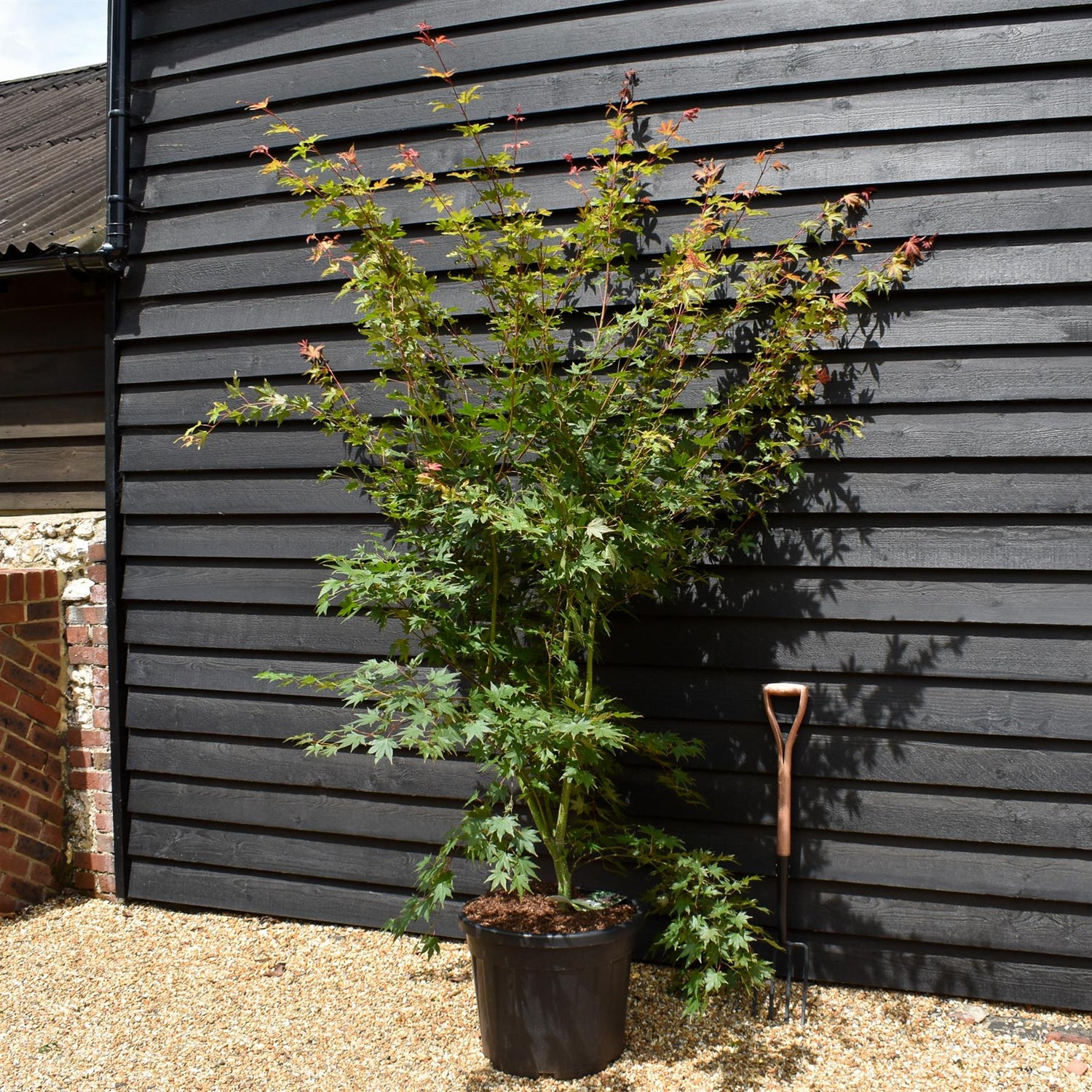 Acer palmatum 'Brown Sugar' - Bushy - Height 230-250cm - 55lt