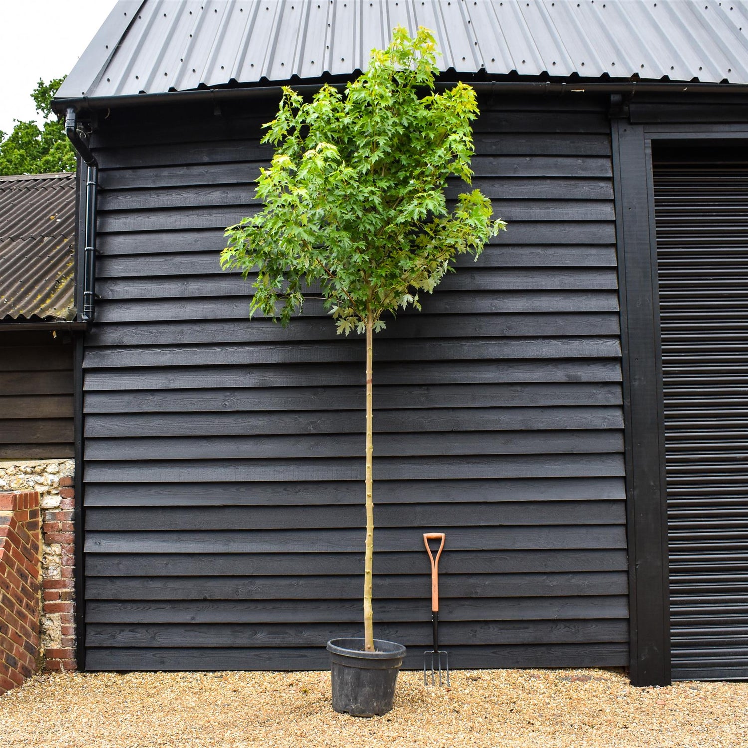 Pyramid Sliver Maple | Acer saccharinum Pyramidale - Clear Stem - Height 320-350m - Girth 10-12cm - 45lt