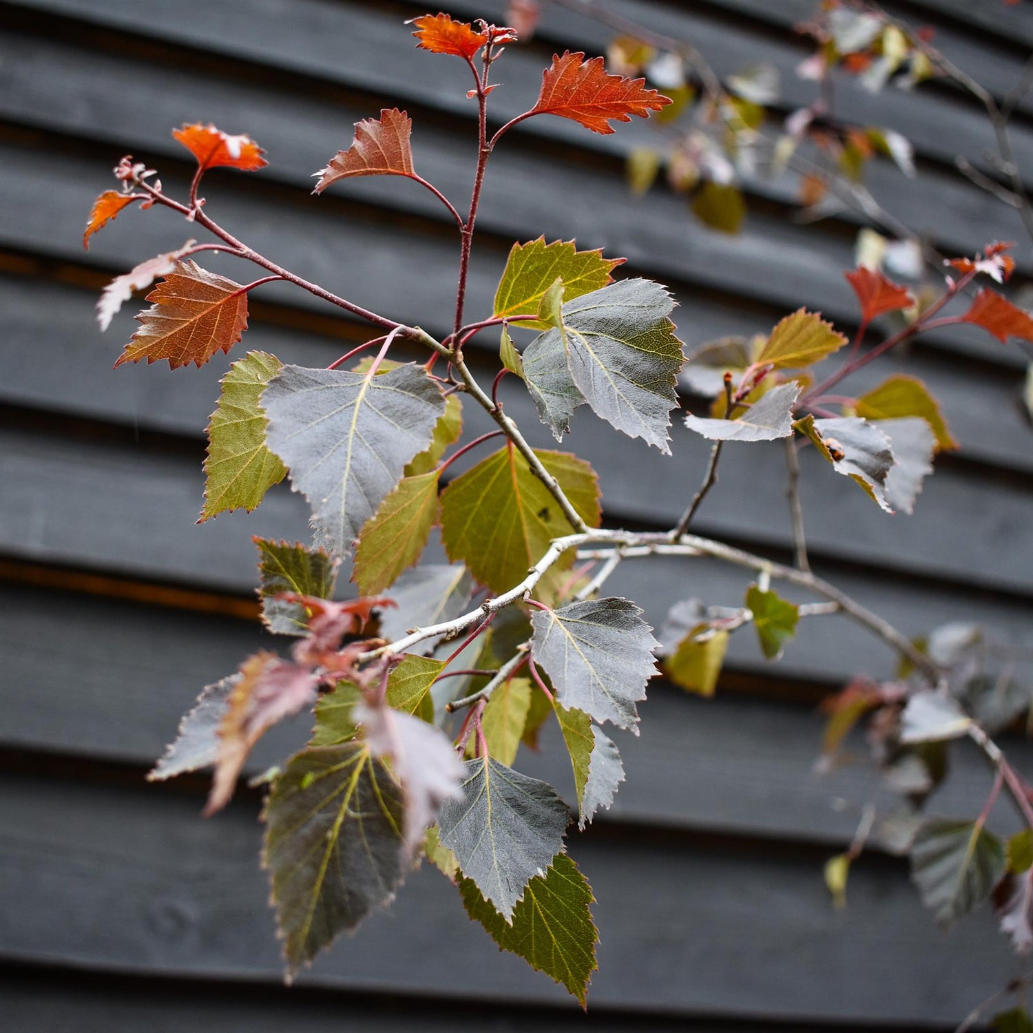 Purple-leaf Birch | Betula Purpurea - Height - 240-260cm - 12lt
