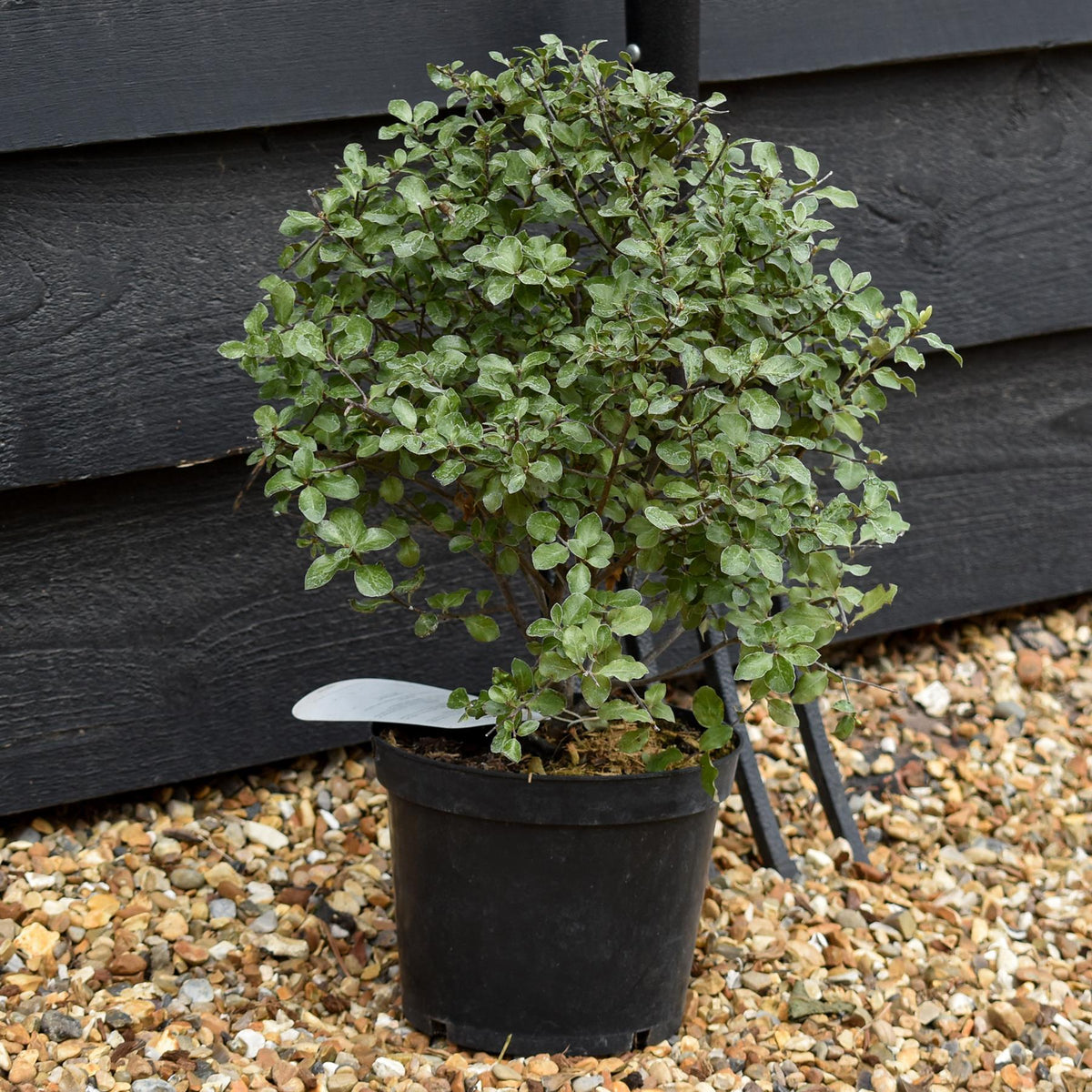 Pittosporum tenuifolium 'Wrinkled Blue' - Height 30-40cm - 2lt